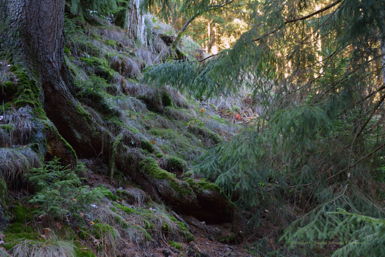 Nikon D5200 sample photo. Forest, mysticism, animal photography