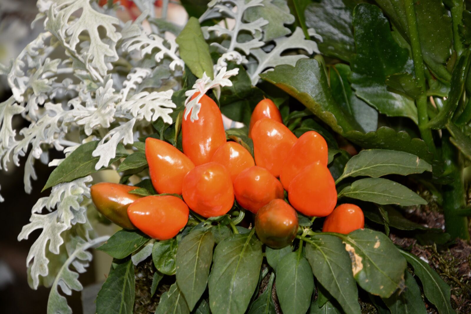 Nikon D5200 sample photo. Plant, chili pepper, decoration photography