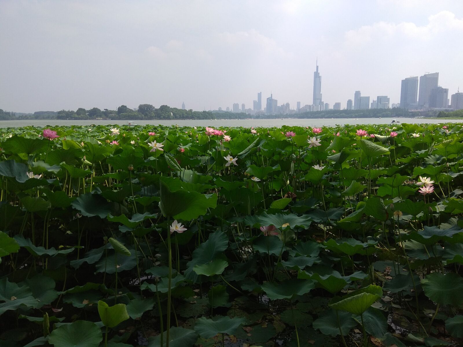 Xiaomi Redmi Note 4X sample photo. Xuanwu lake, lake, nanjing photography
