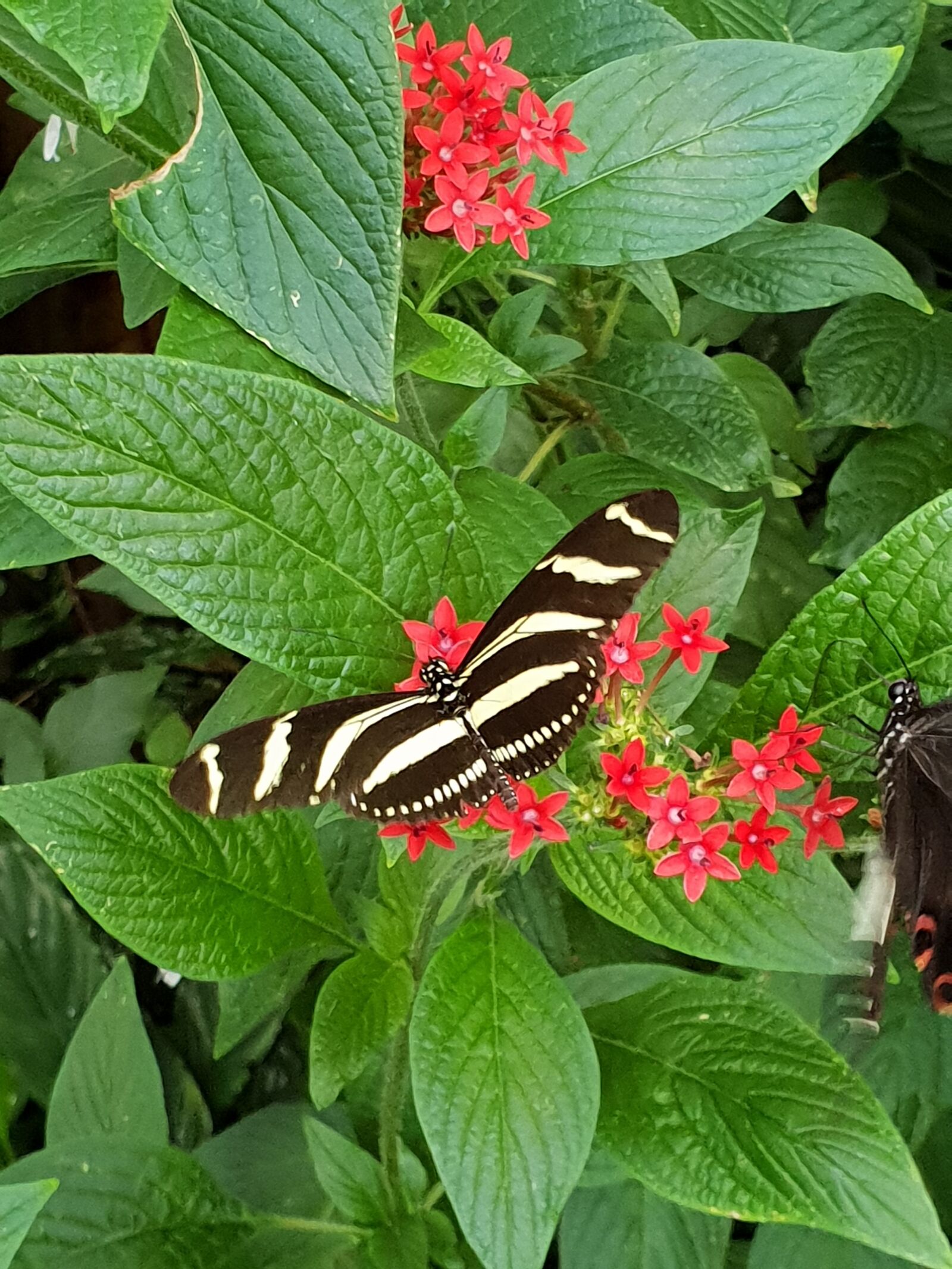 Samsung Galaxy S9 sample photo. Beautiful, nature, butterfly photography