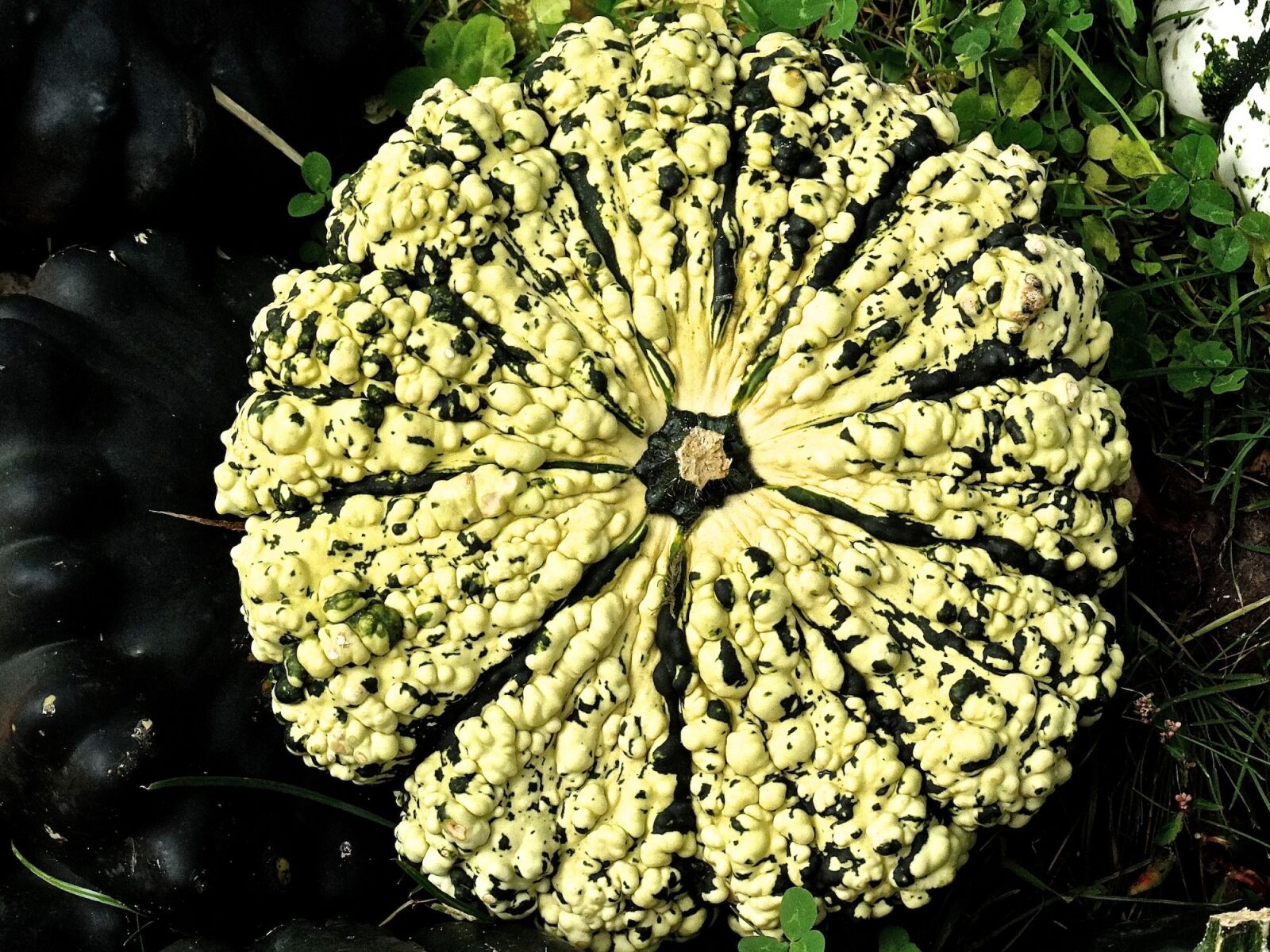 Sony Cyber-shot DSC-HX300 sample photo. Pumpkin, gourd, decoration photography