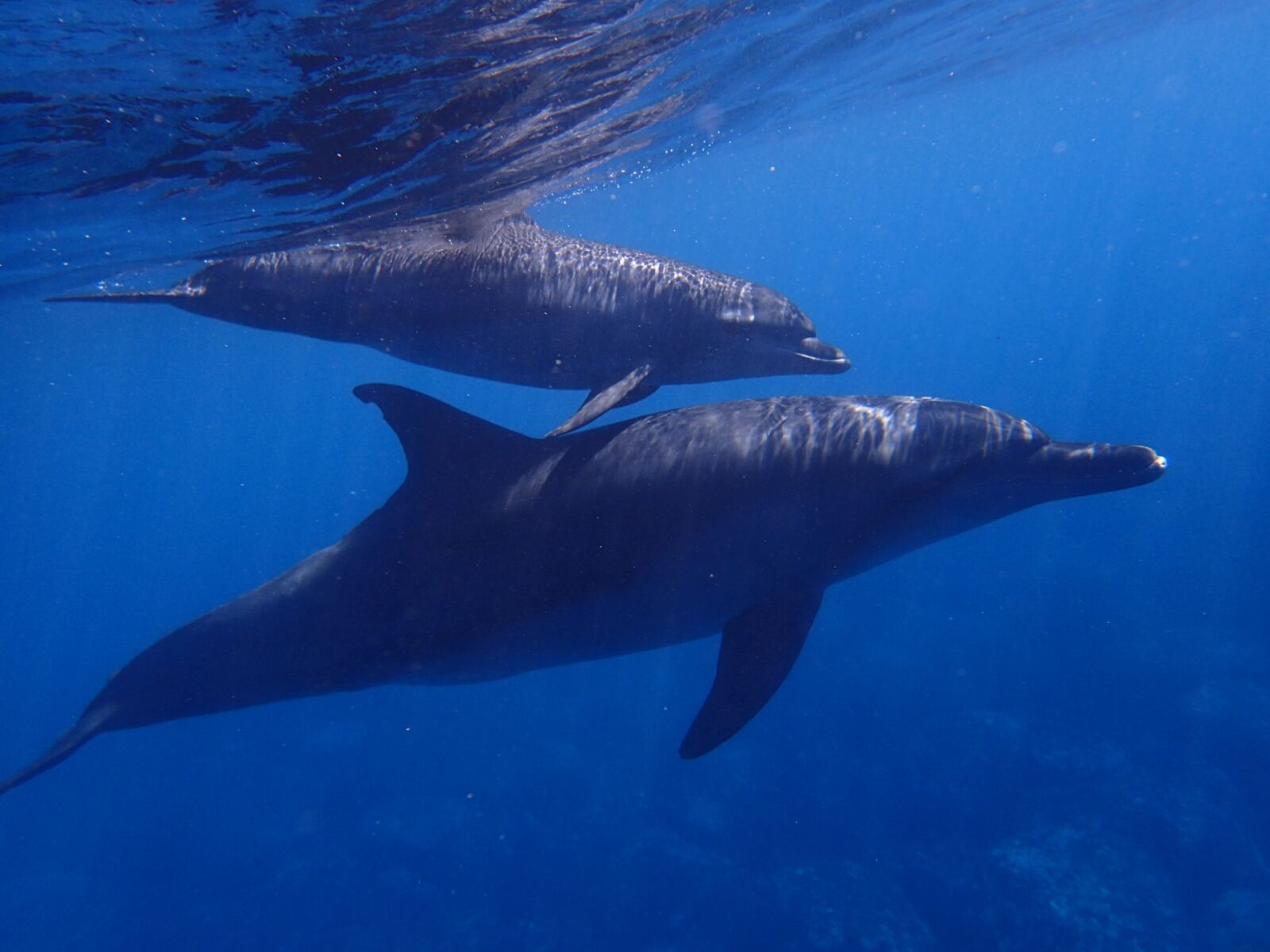 Olympus TG-4 sample photo. Sea, dolphin, blue photography