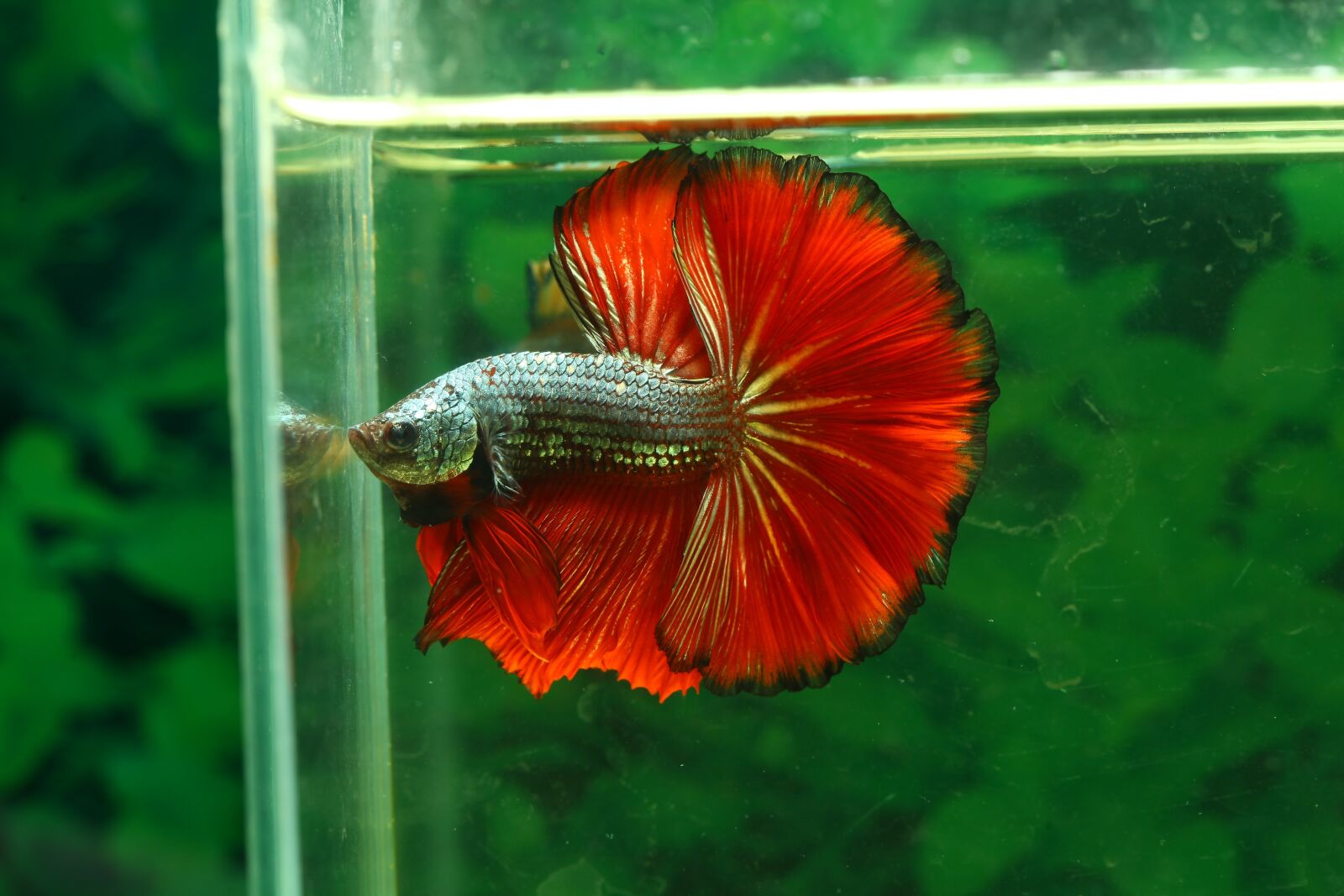 Canon EOS 5D Mark II sample photo. Betta, fish, hmpk photography