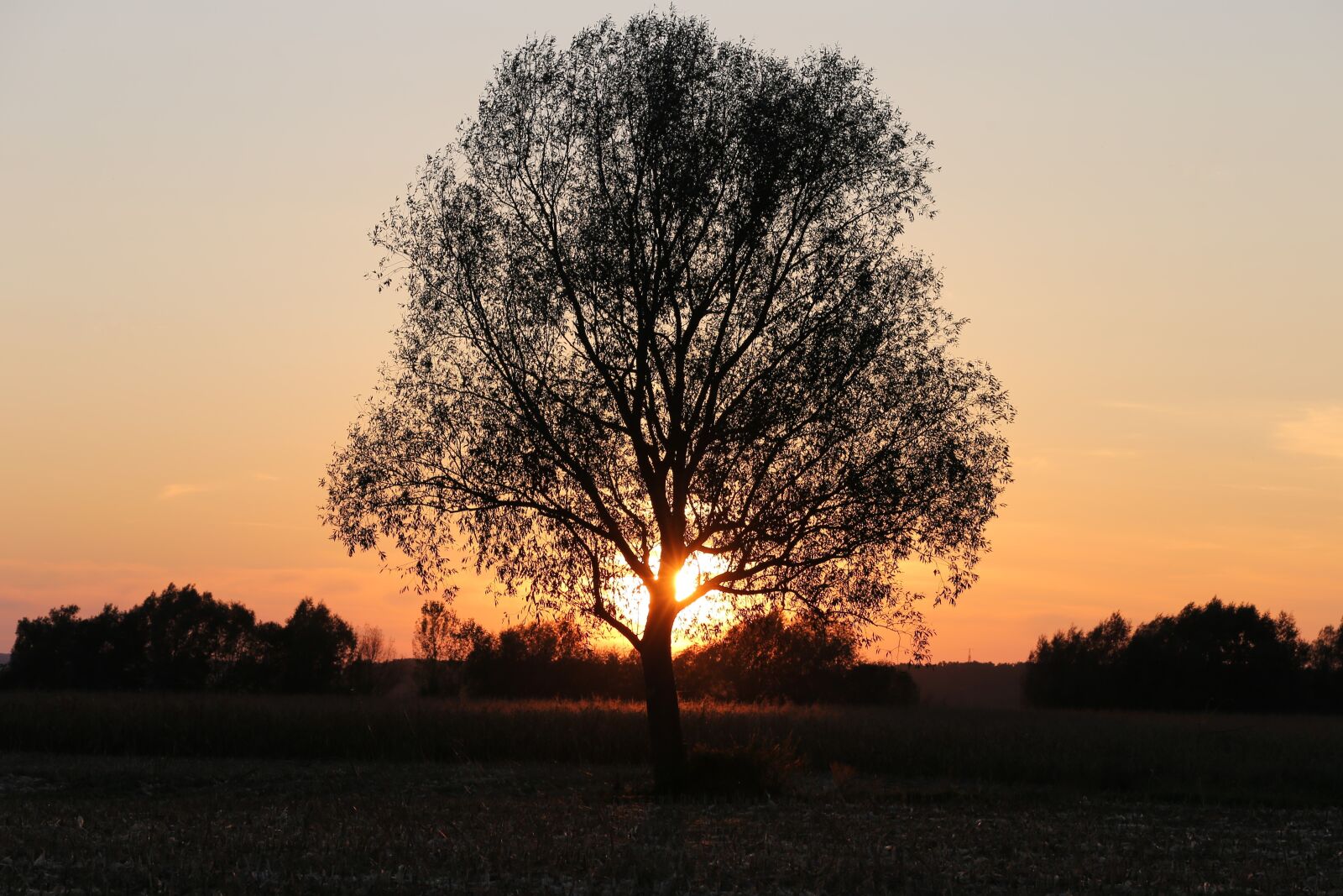 Canon EOS 6D + Canon EF 70-300 F4-5.6 IS II USM sample photo. Tree, sunset, landscape photography