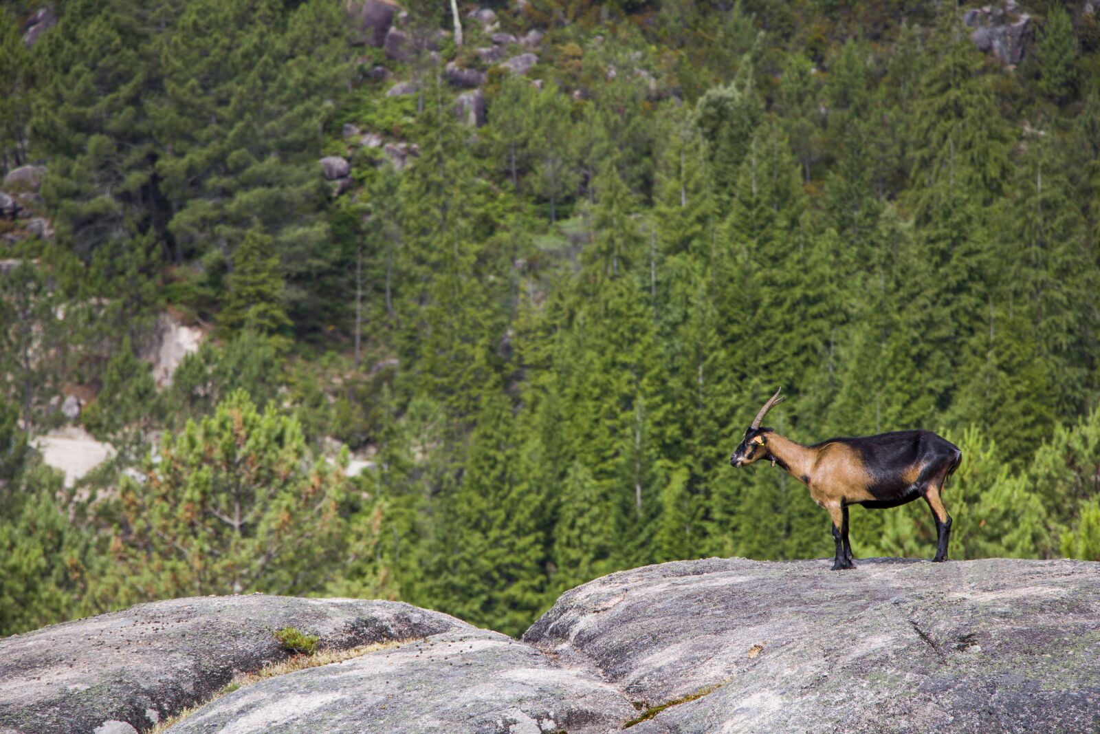 Canon EOS 750D (EOS Rebel T6i / EOS Kiss X8i) sample photo. Goat, nature, animal photography