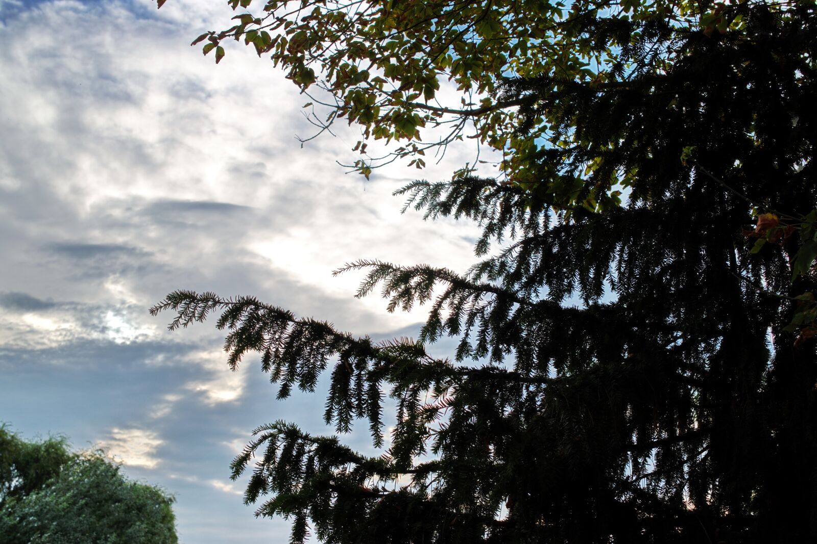 Nikon D5300 sample photo. Silhouettes, trees, the fir photography