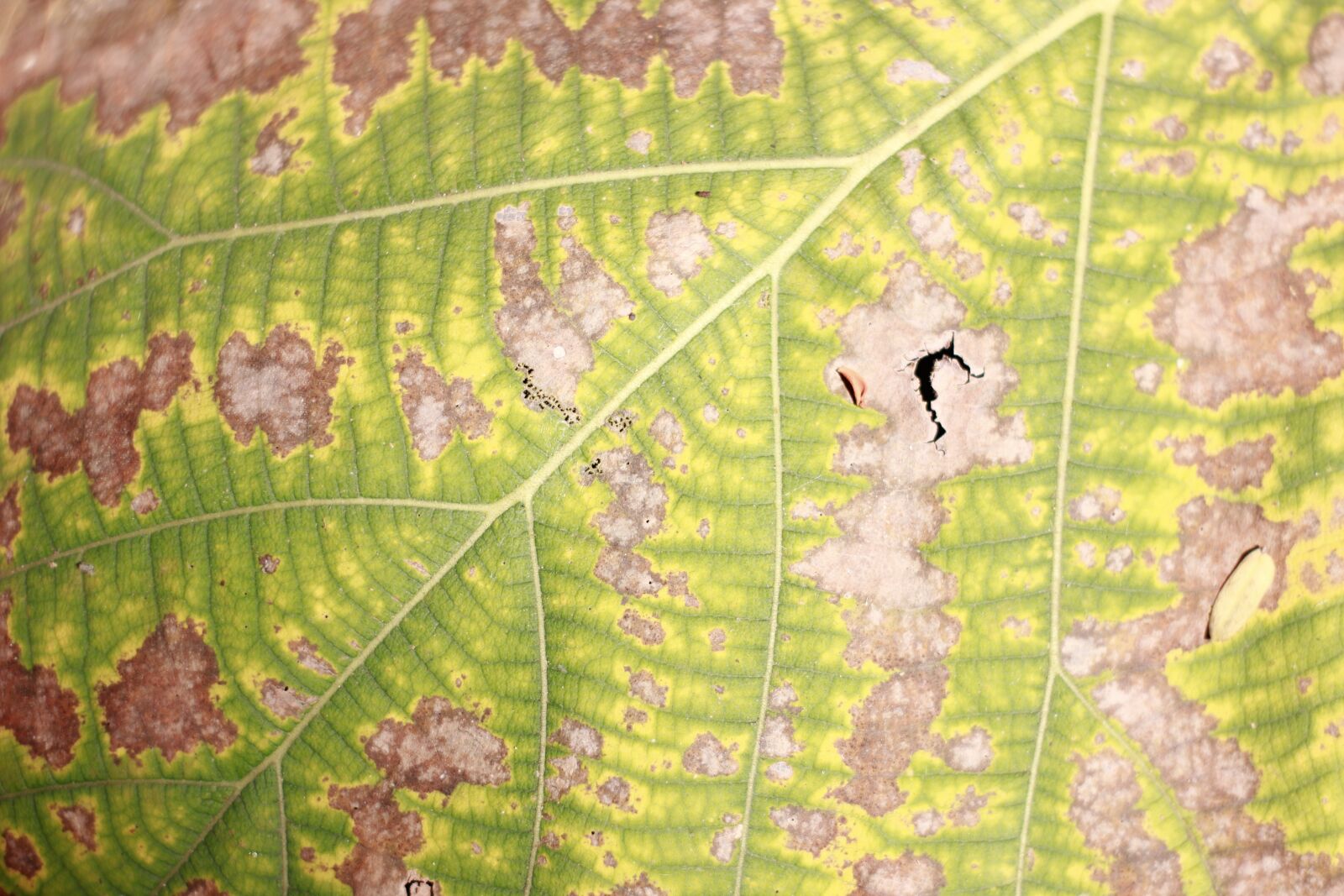 Canon EOS 550D (EOS Rebel T2i / EOS Kiss X4) sample photo. Background, autumn leaves, blade photography