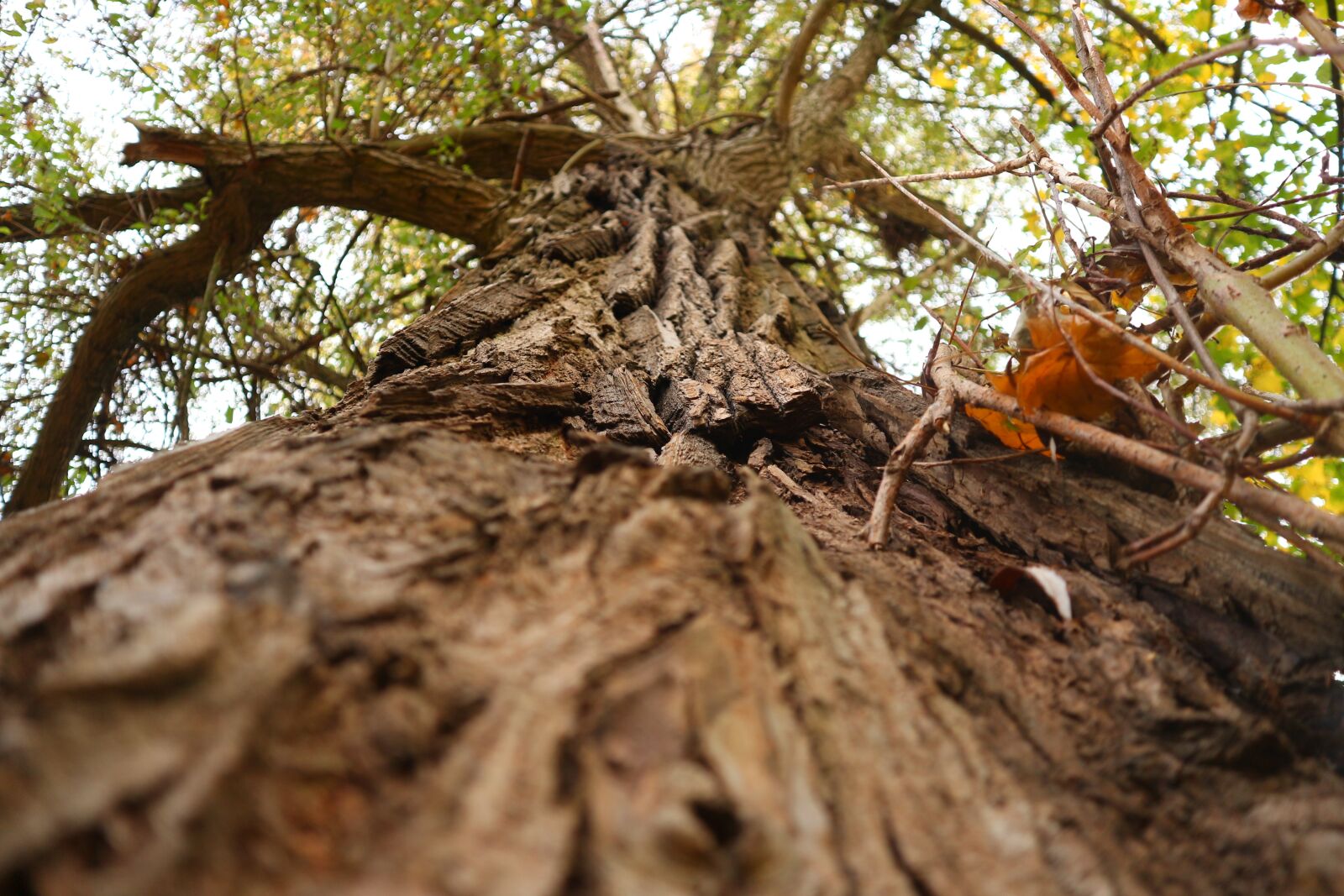 Canon EOS M10 sample photo. Forest, tree, park photography