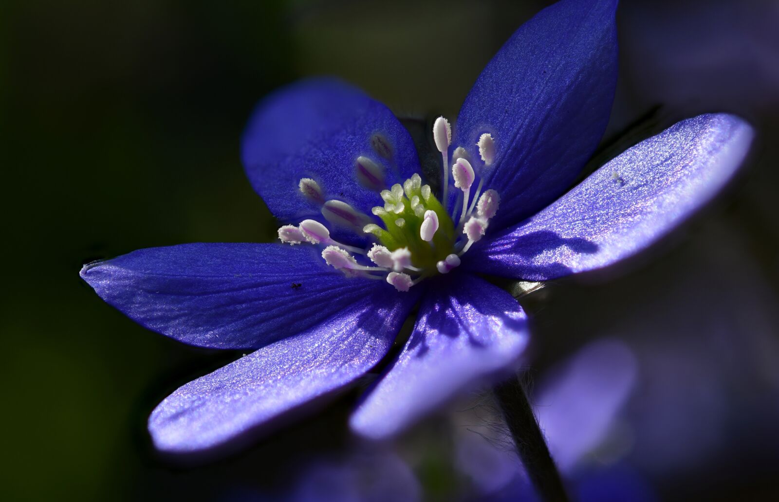 Nikon D850 sample photo. Hepatica, macro, nature photography