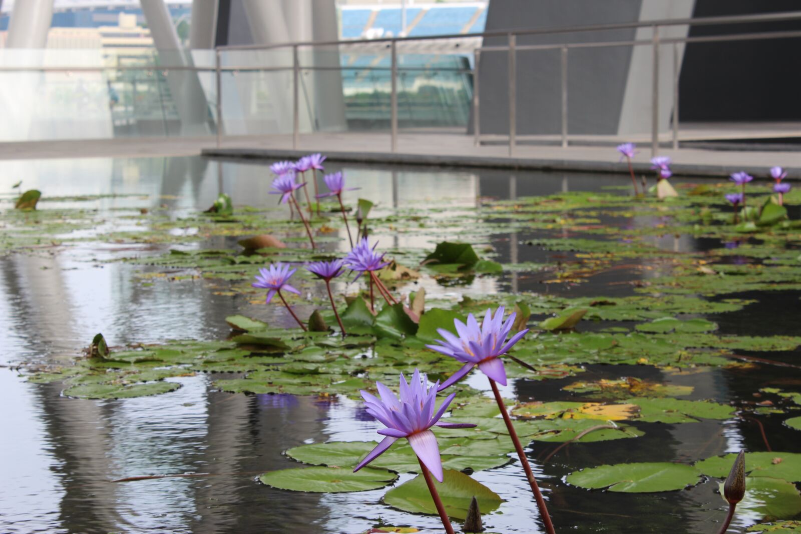 Canon EOS 600D (Rebel EOS T3i / EOS Kiss X5) sample photo. Flowers, singapore, plant photography