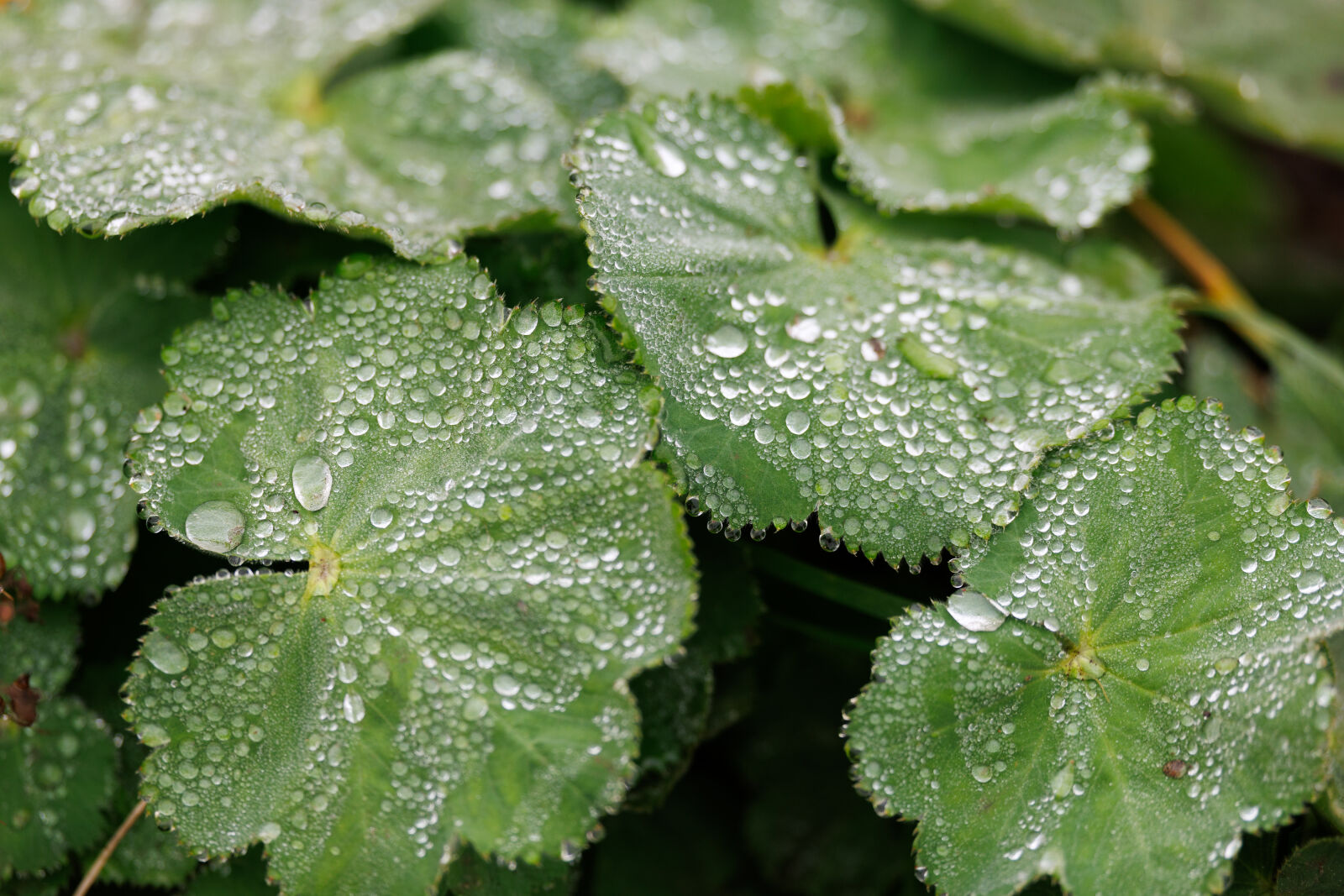 Canon EOS R1 sample photo. Droplets on leaves photography