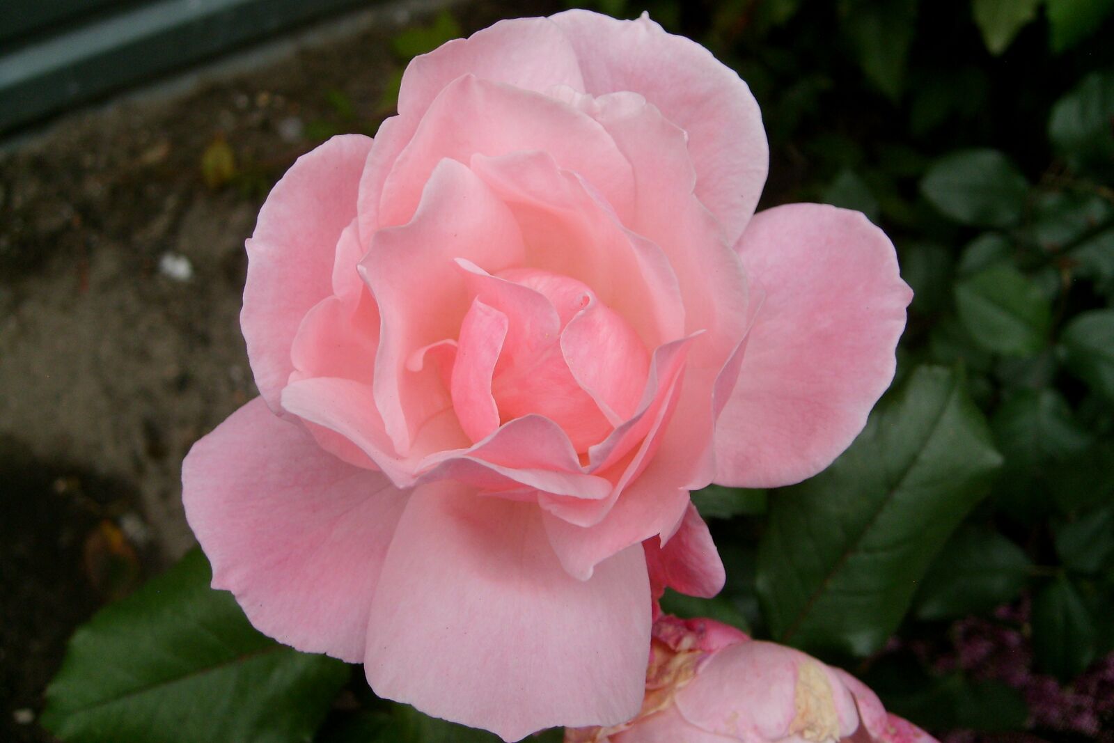 Samsung KENOX S730  / Samsung S730 sample photo. Rose, pink, flower photography