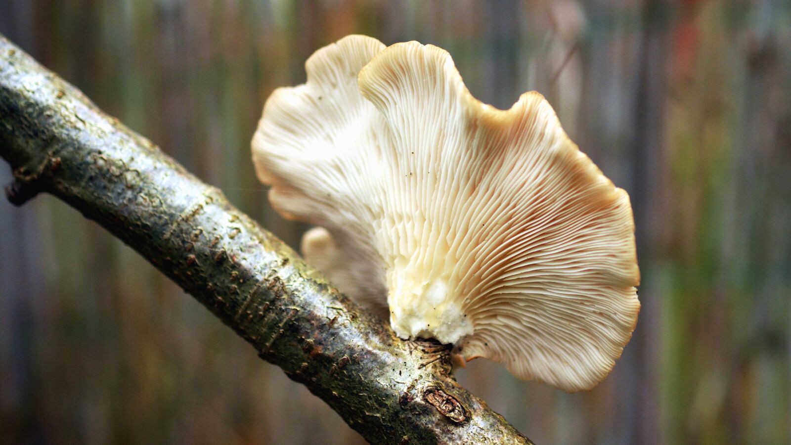 Nikon D5200 sample photo. Plant, branch, mushroom, wood photography