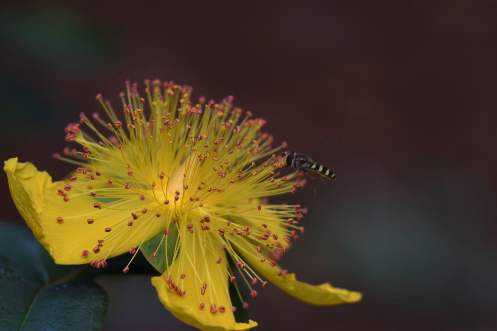 Nikon D500 sample photo. Pollination, bee, aaron's beard photography