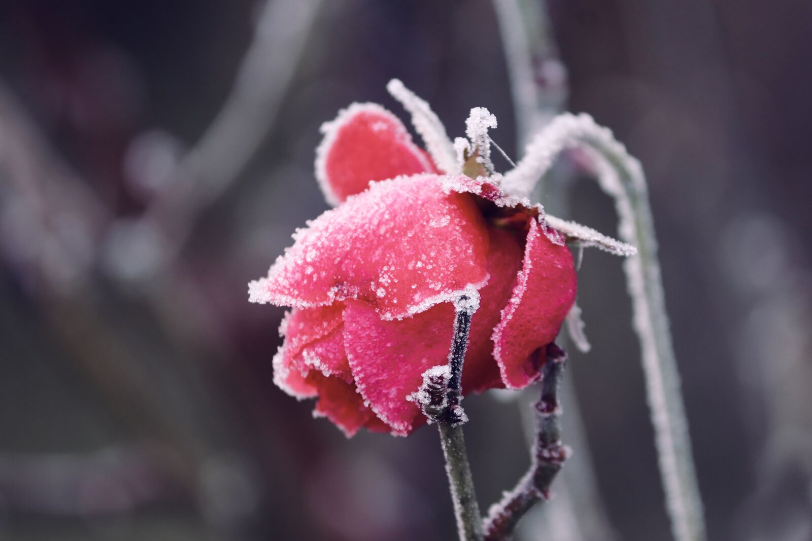 Canon EOS 200D (EOS Rebel SL2 / EOS Kiss X9) sample photo. Frozen, blossom, bloom photography