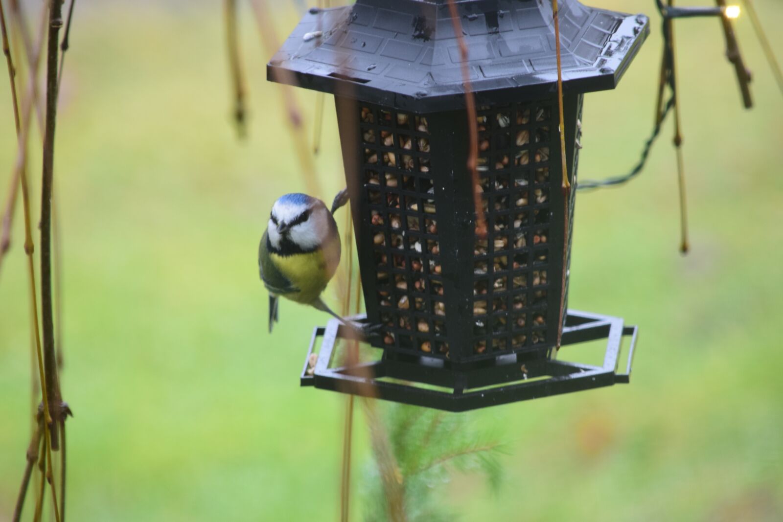 Nikon D3300 sample photo. Bird, blue tit, nature photography