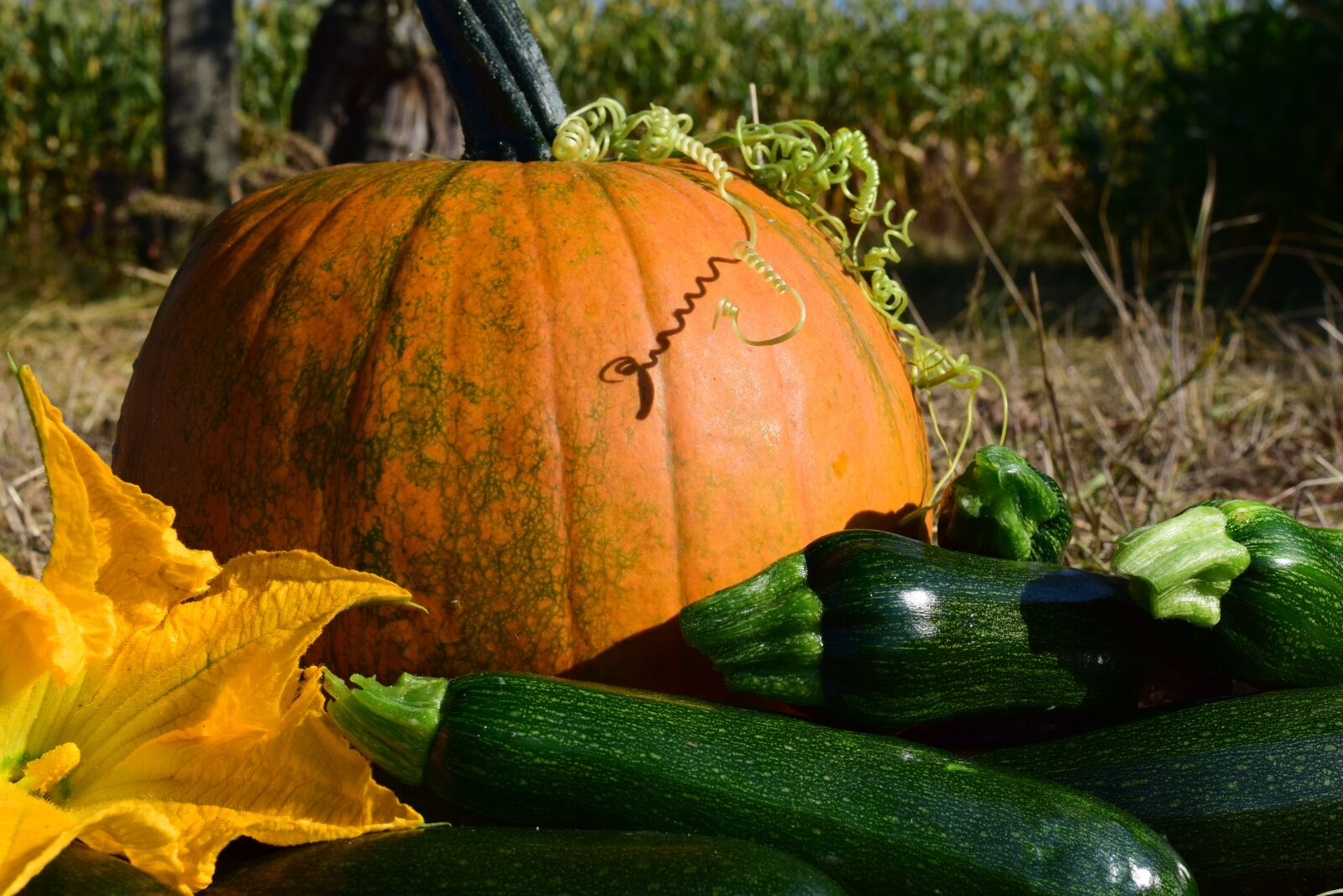 Nikon D3300 sample photo. Pumpkin, close up, autumn photography