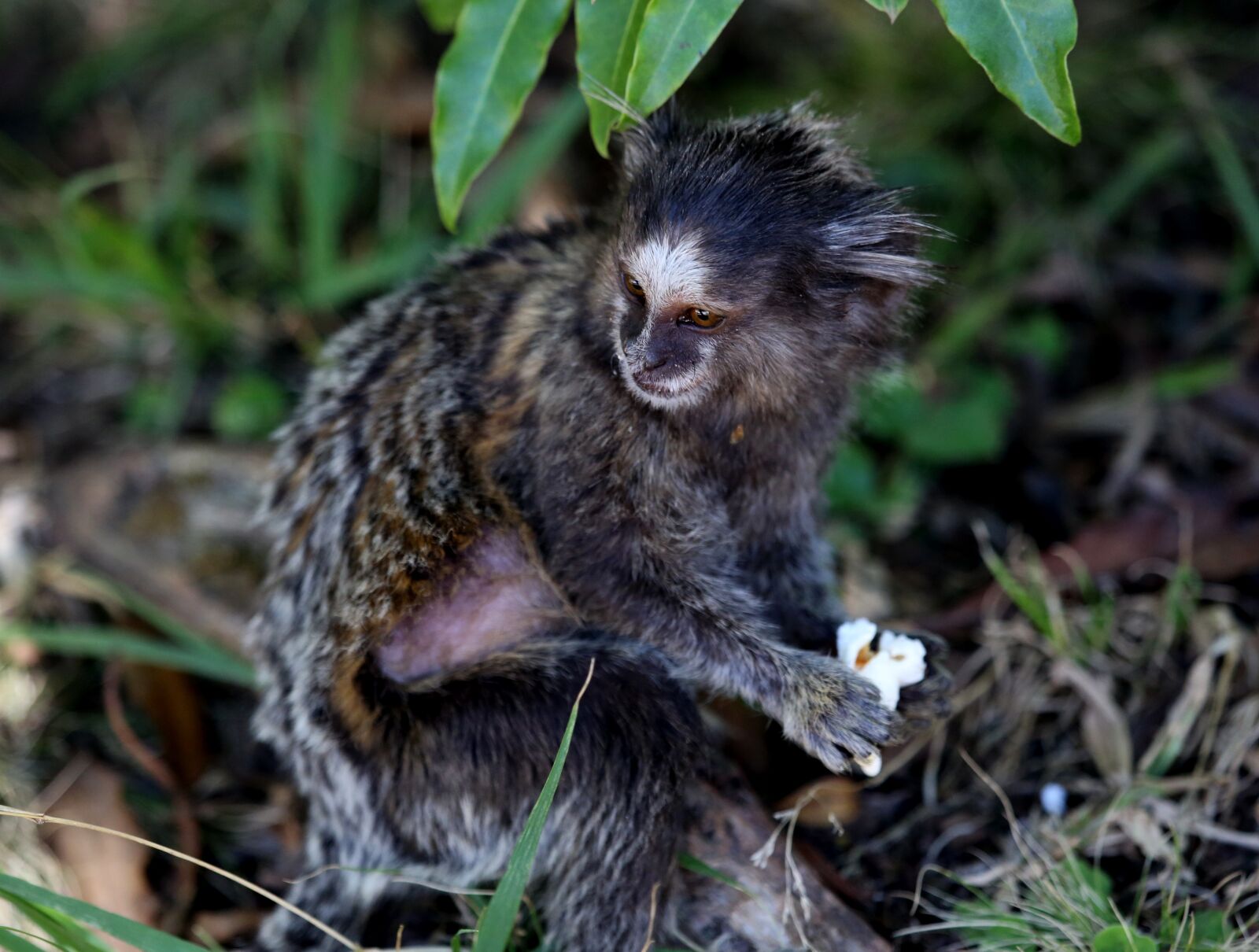 Canon EOS 5D Mark III sample photo. Marmoset white tufts, forest photography
