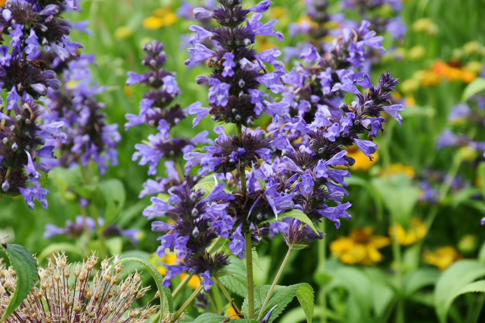 Nikon D7200 sample photo. Lavender, flower, blossom photography