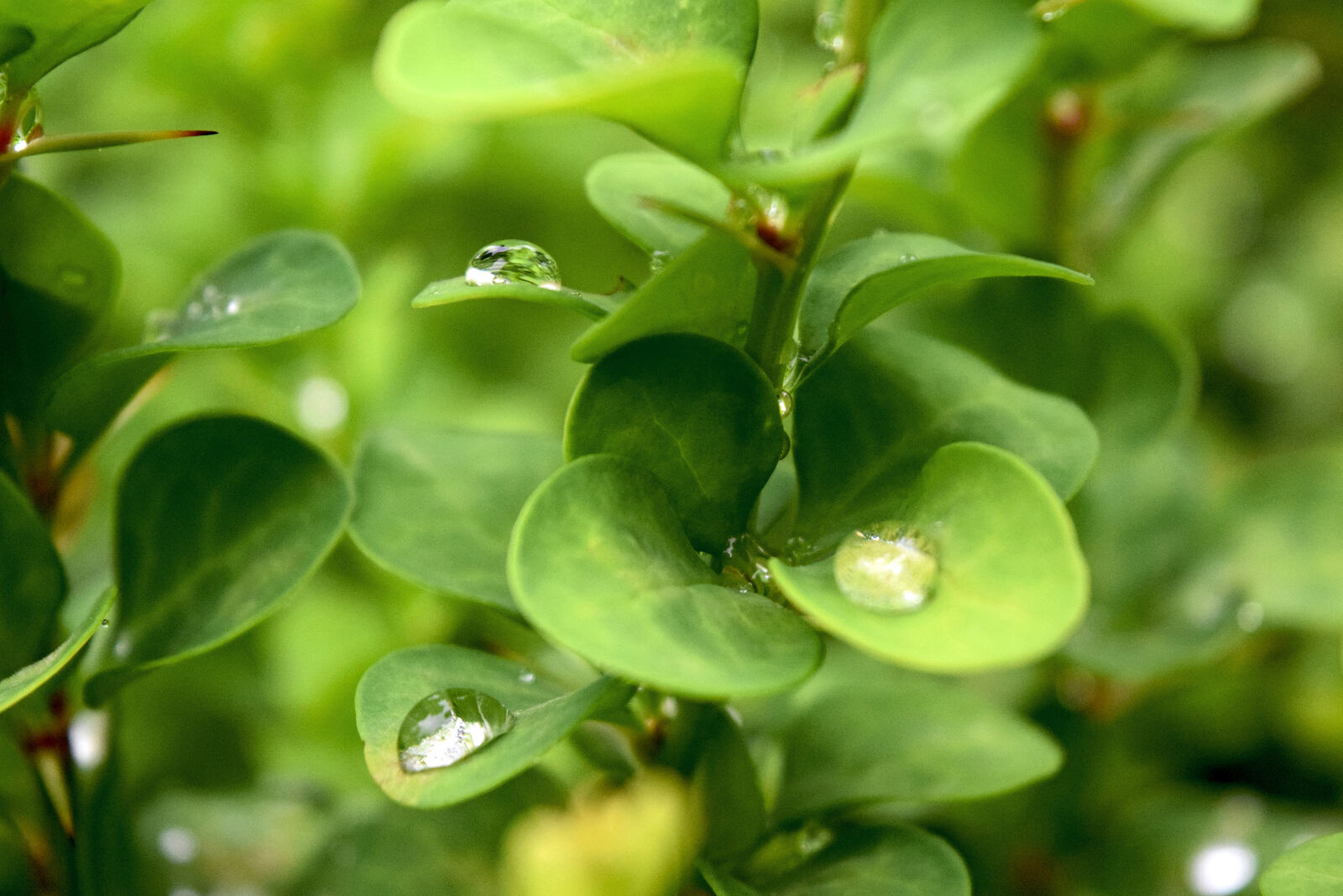 Nikon D3300 sample photo. Rain, raindrops, drops, of photography