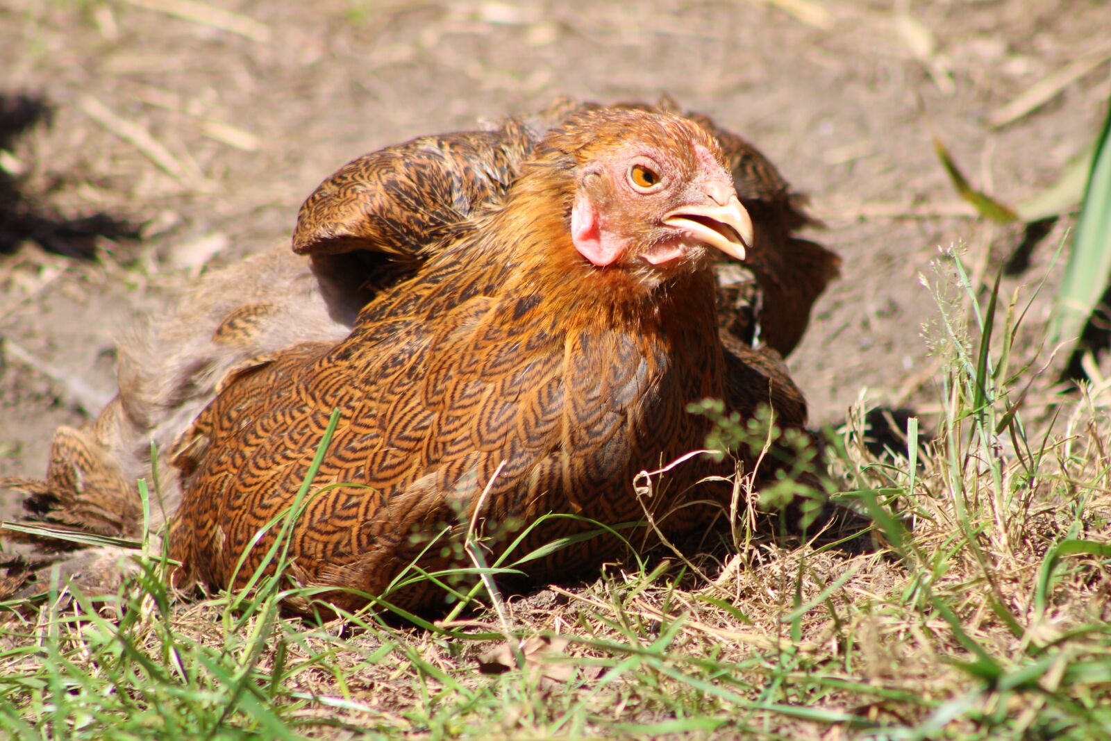 Canon EF75-300mm f/4-5.6 sample photo. Chicken, nature, hen photography