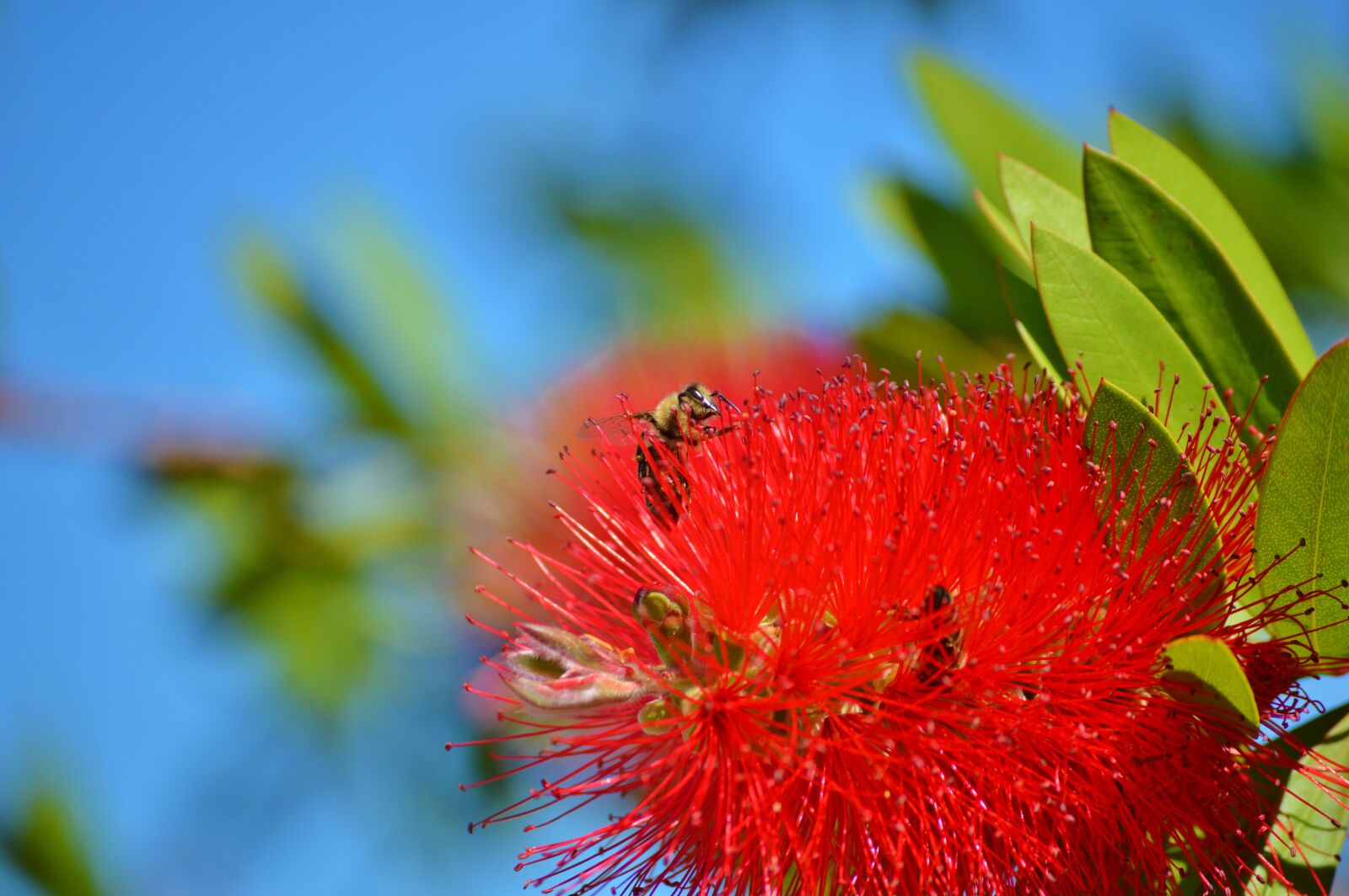 Nikon D3200 sample photo. Lemon bottlebrush, callistemon citrinus photography