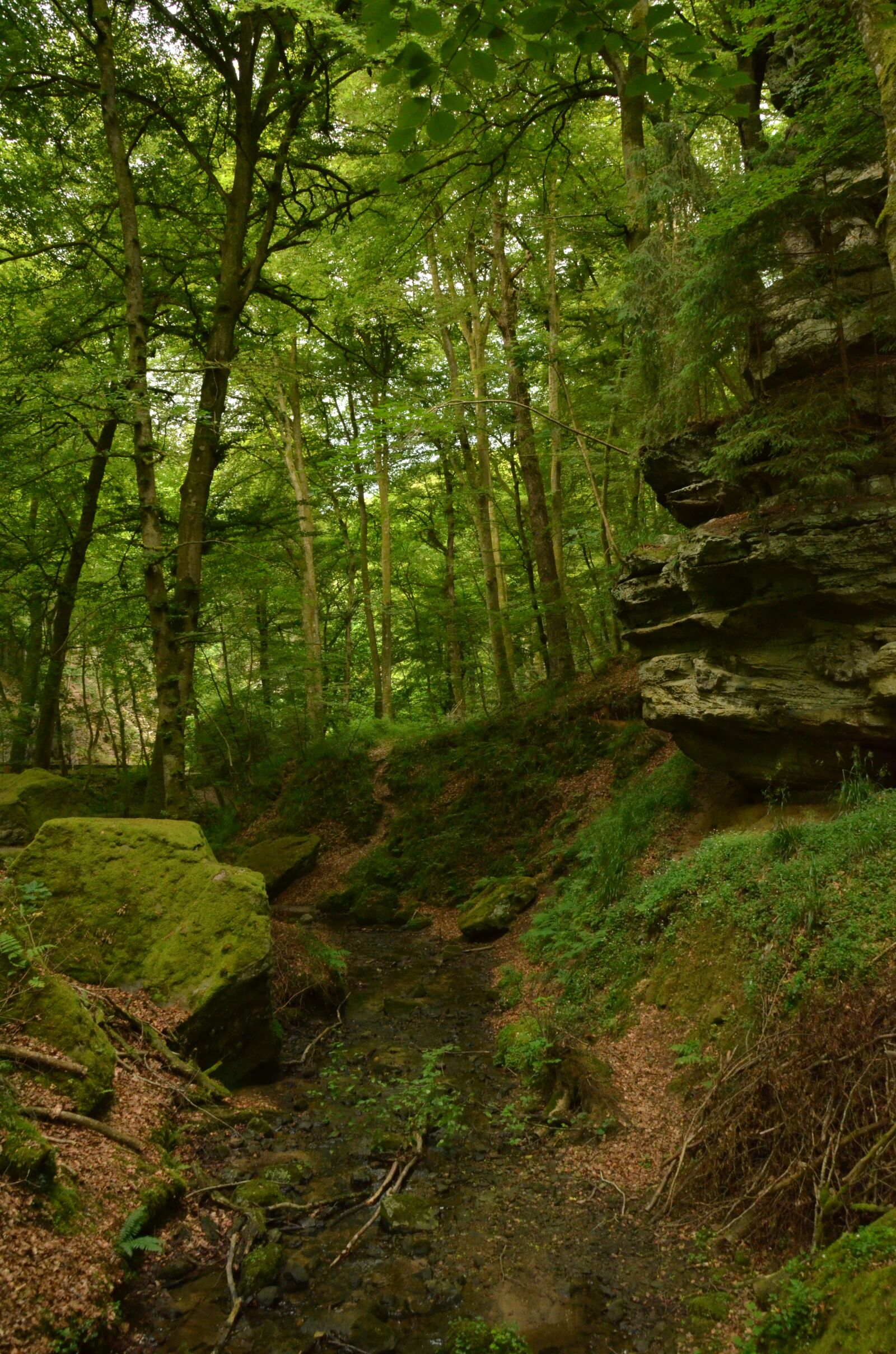 Nikon D7000 sample photo. Rock, forest, dark photography
