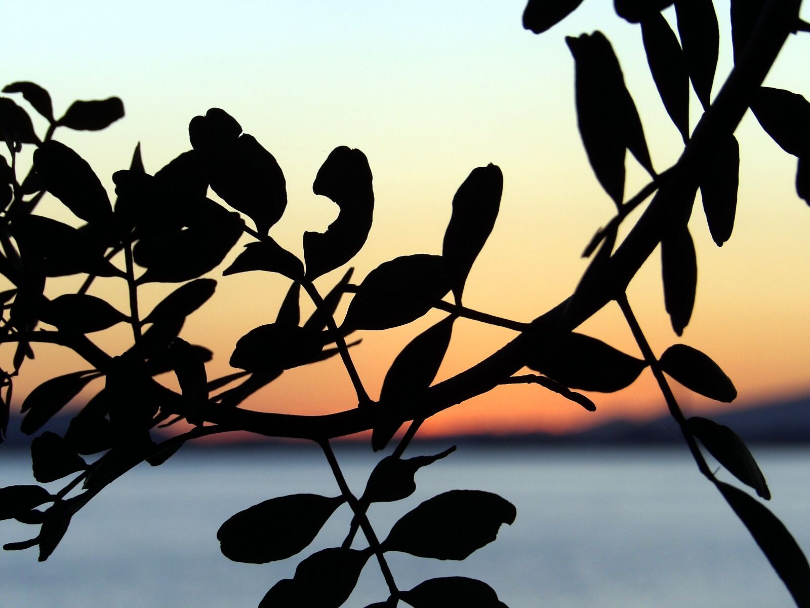 Kodak PIXPRO AZ521 sample photo. Silhouette, leaf, plant photography
