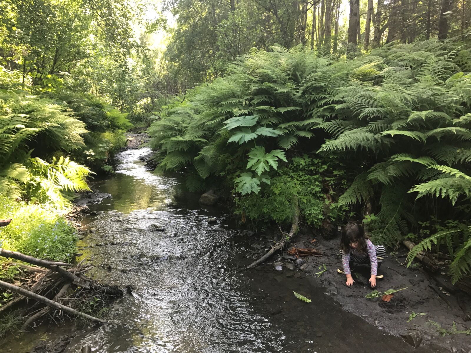 iPhone 7 back camera 3.99mm f/1.8 sample photo. Ferns, nature, fairy, girl photography
