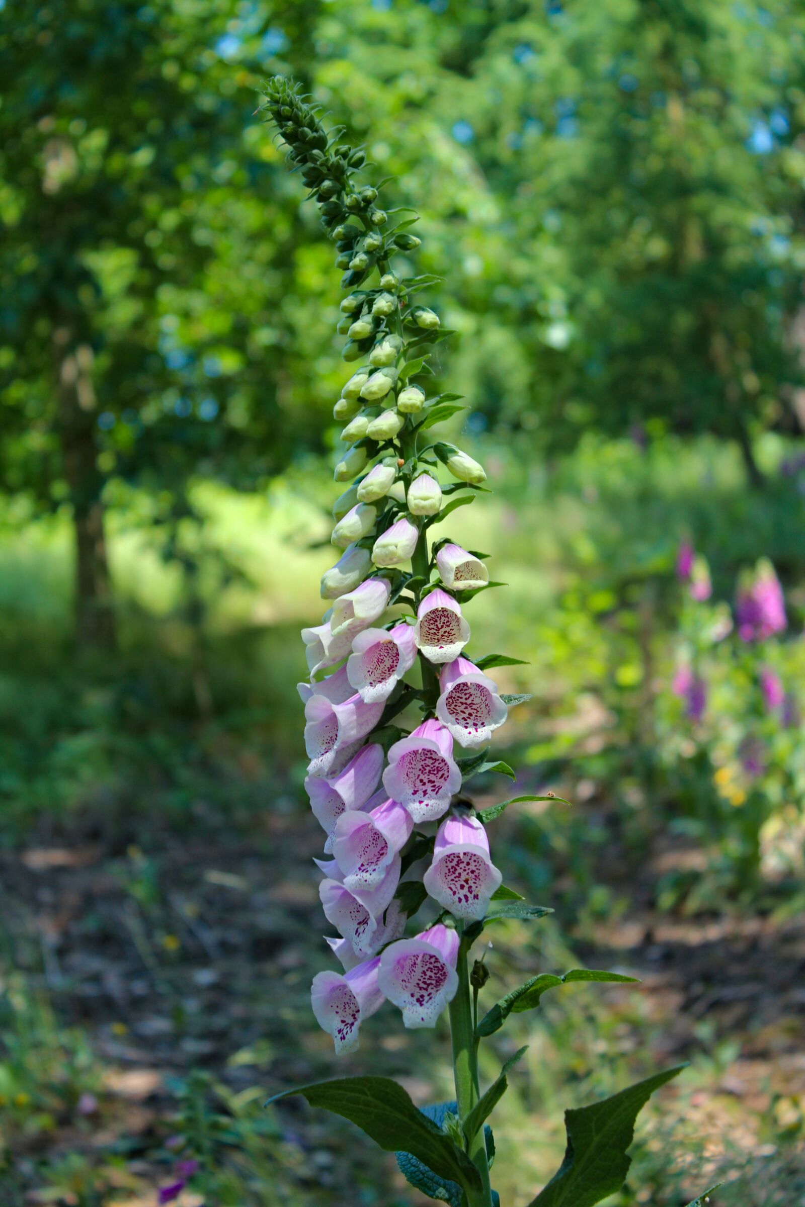 Canon EOS 550D (EOS Rebel T2i / EOS Kiss X4) sample photo. Flower, foxglove, plant photography