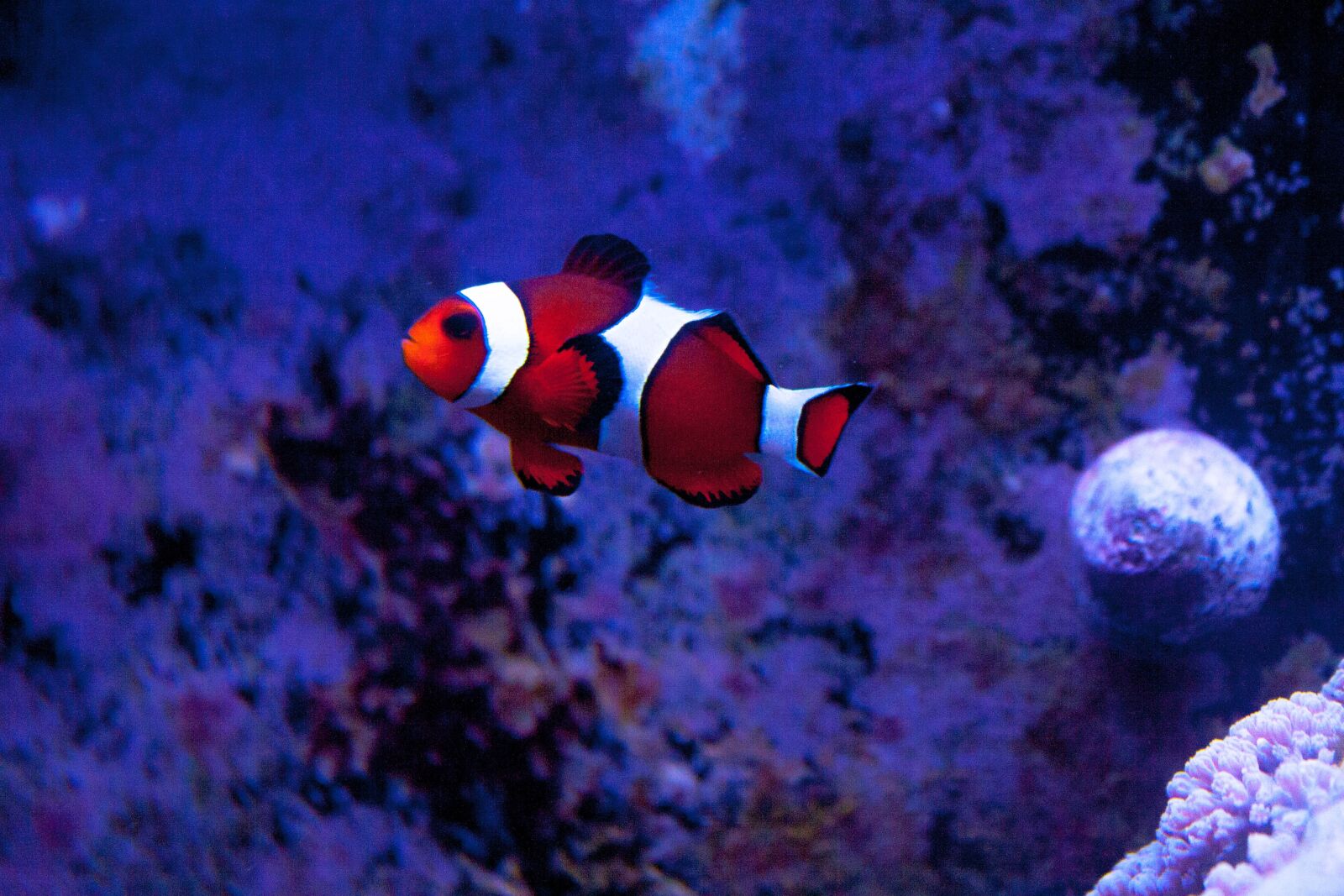 Canon EOS 1000D (EOS Digital Rebel XS / EOS Kiss F) sample photo. Clownfish, aquarium, saltwater photography