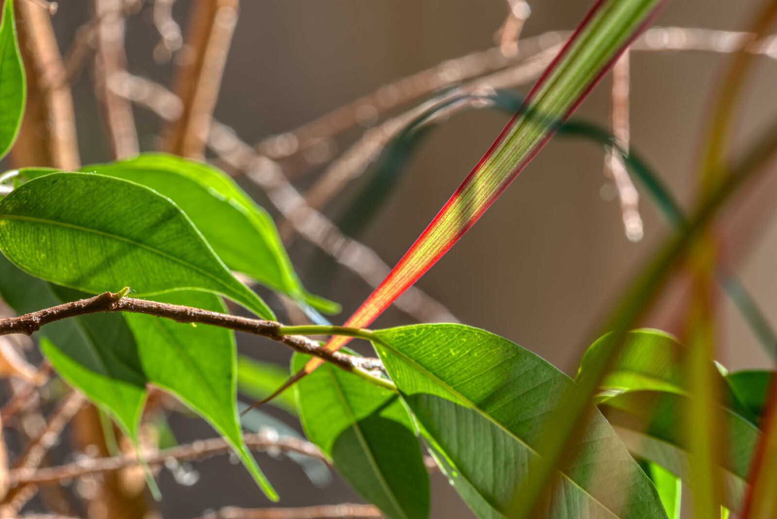 Nikon D750 sample photo. Houseplant, ficus, leaves photography