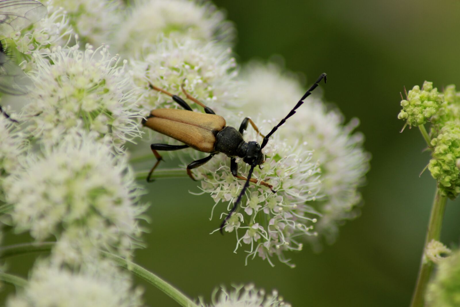Canon EOS 100D (EOS Rebel SL1 / EOS Kiss X7) sample photo. Macro, beetle, flower photography
