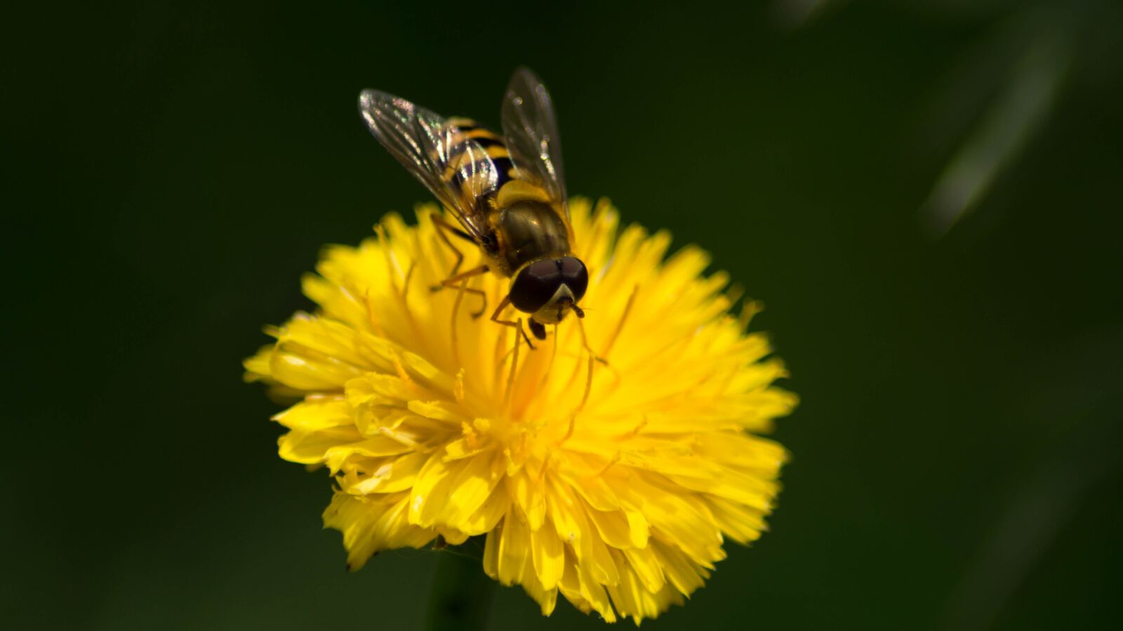 Sony SLT-A58 sample photo. Bee, closeup, macro photography