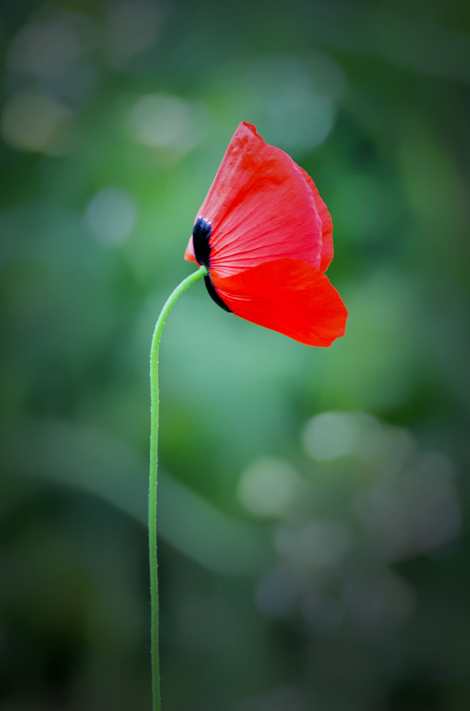 Nikon D7000 sample photo. Flower, nature, flora photography