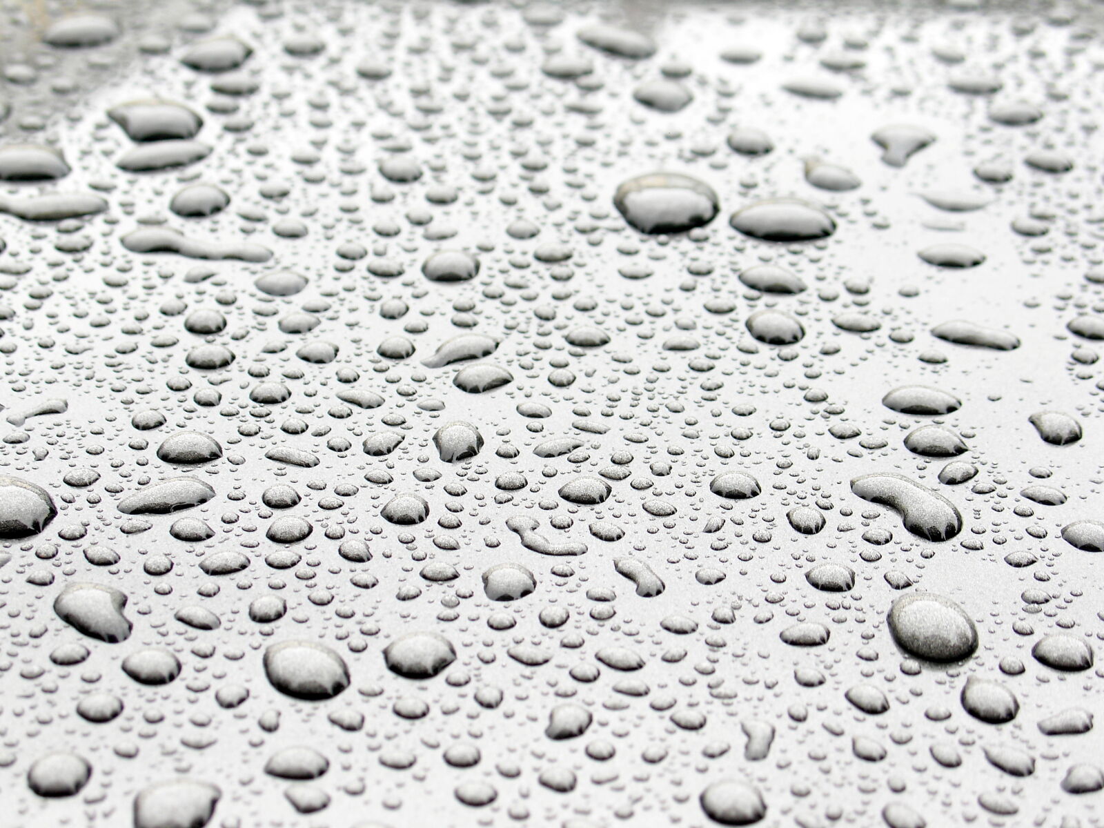 Sony DSC-V3 sample photo. Drops, macro, micro, rain photography
