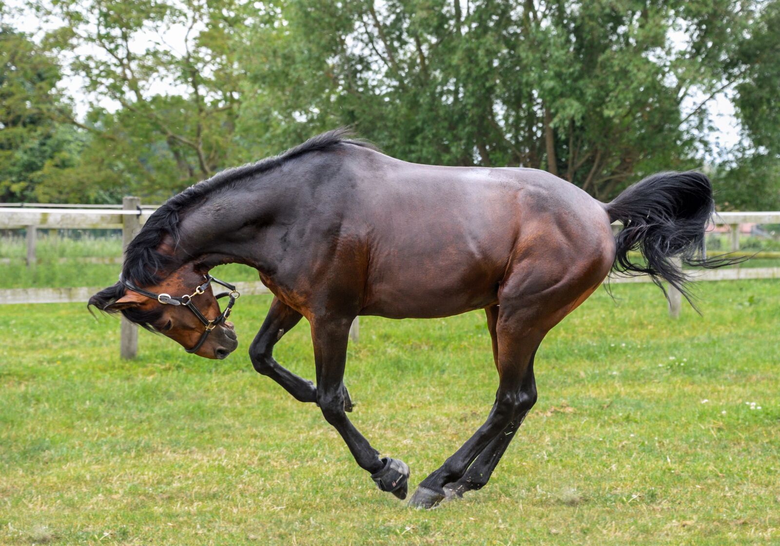 Nikon D500 sample photo. Horse, grass, play photography