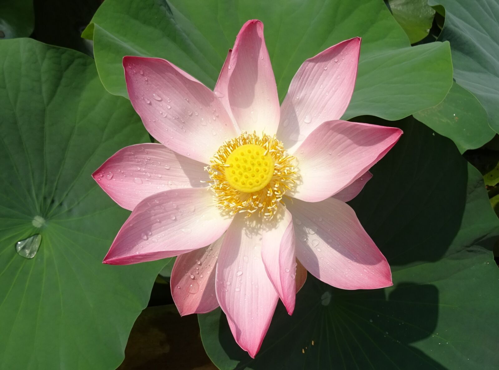 Sony DSC-HX60V sample photo. Lotus, flower, pink photography