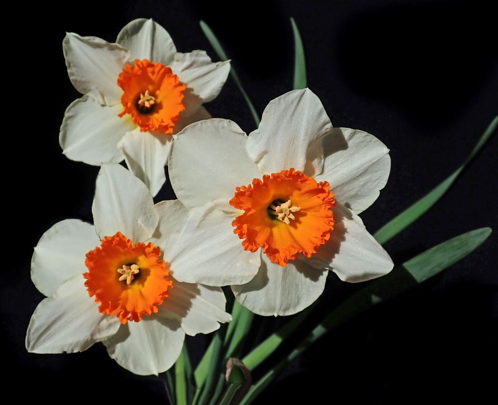 Olympus TG-5 sample photo. Daffodils, flowers, bulbs photography