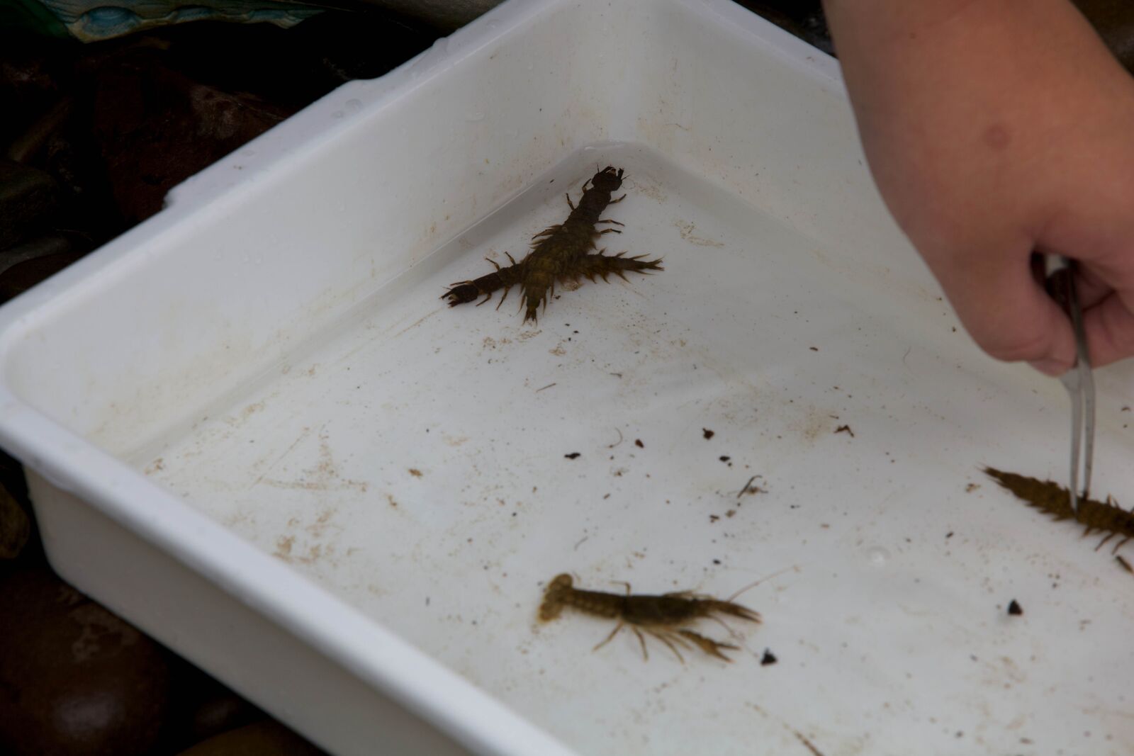 Canon EOS 5D Mark II sample photo. Freshwater, macroinvertebrates photography