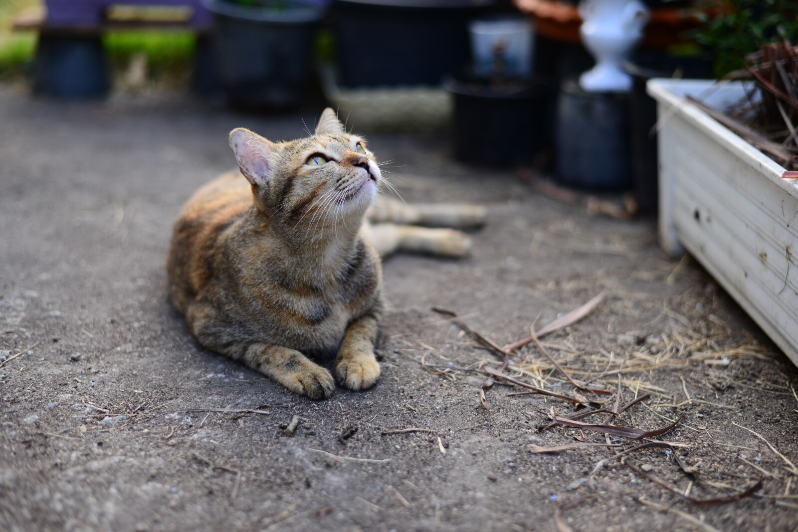 Nikon D800E sample photo. Tabby, cat, cute photography