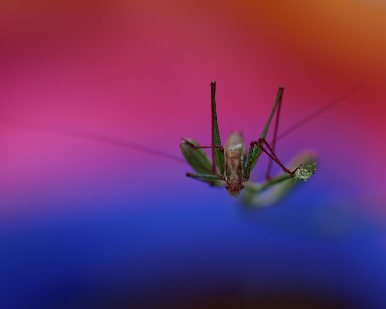 Canon EF-S 60mm F2.8 Macro USM sample photo. Grasshopper, plant, rest photography