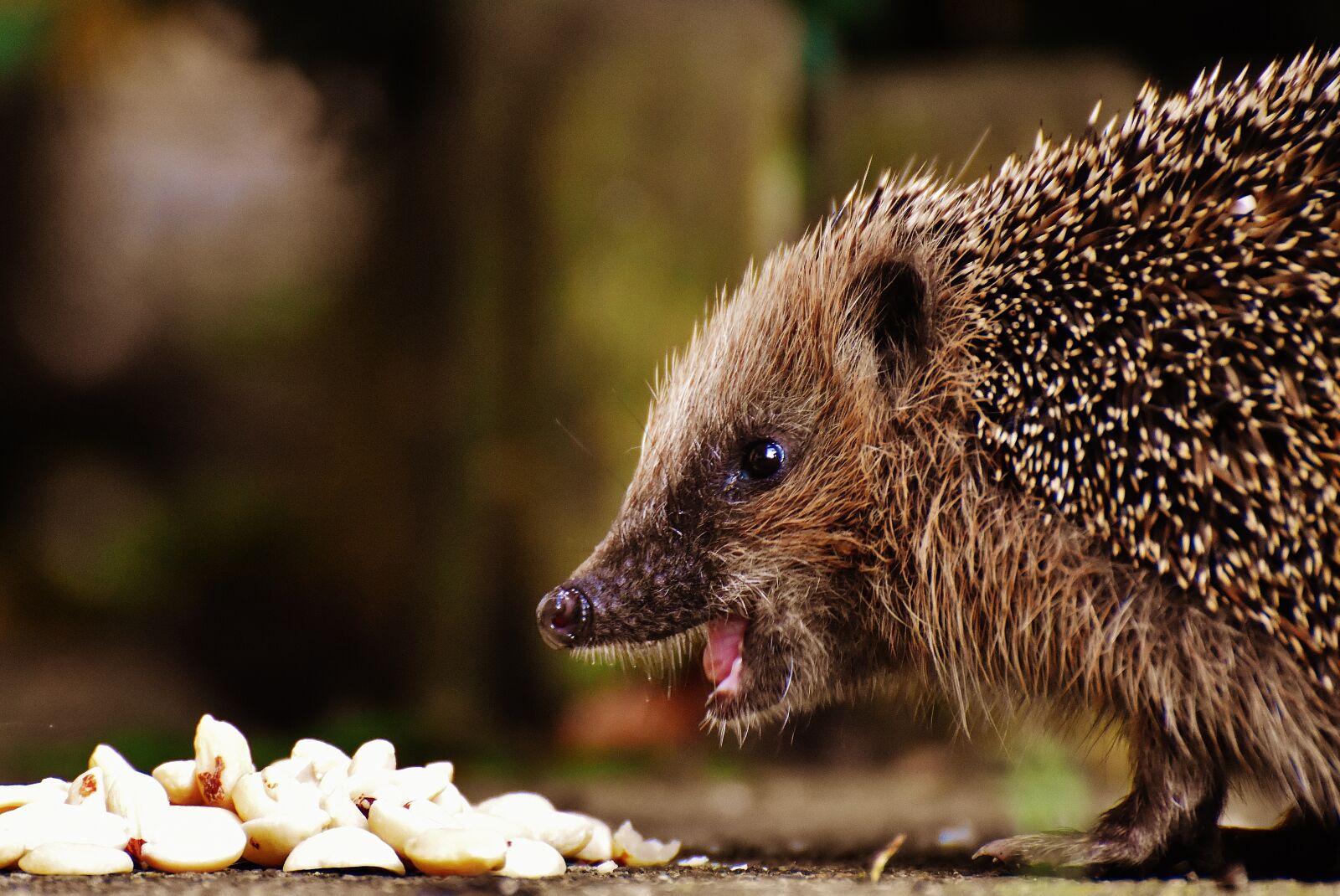 Nikon D7200 sample photo. Hedgehog child, young hedgehog photography