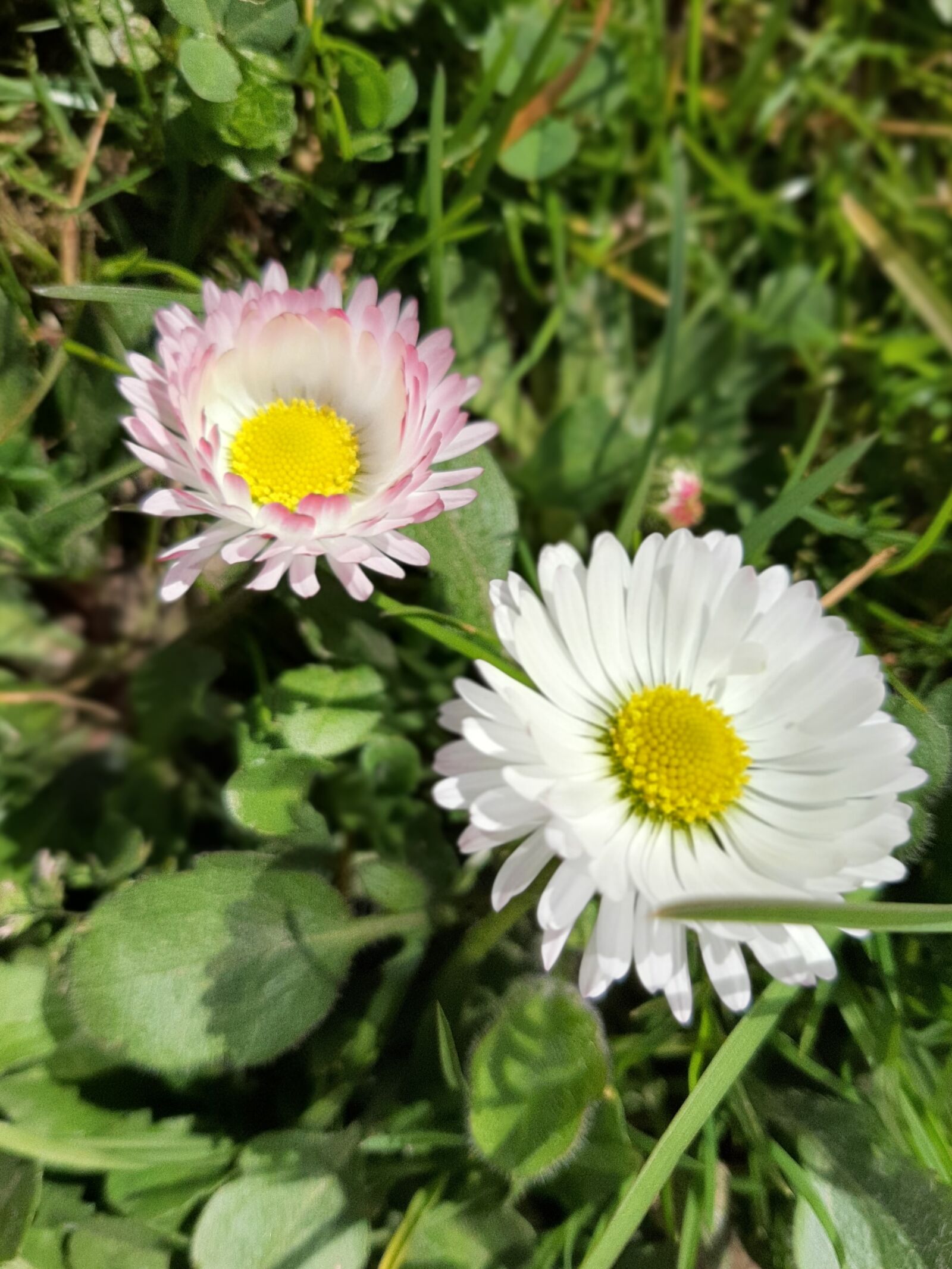 Samsung Galaxy A50 sample photo. Stokrotka, trawa, wiosna photography