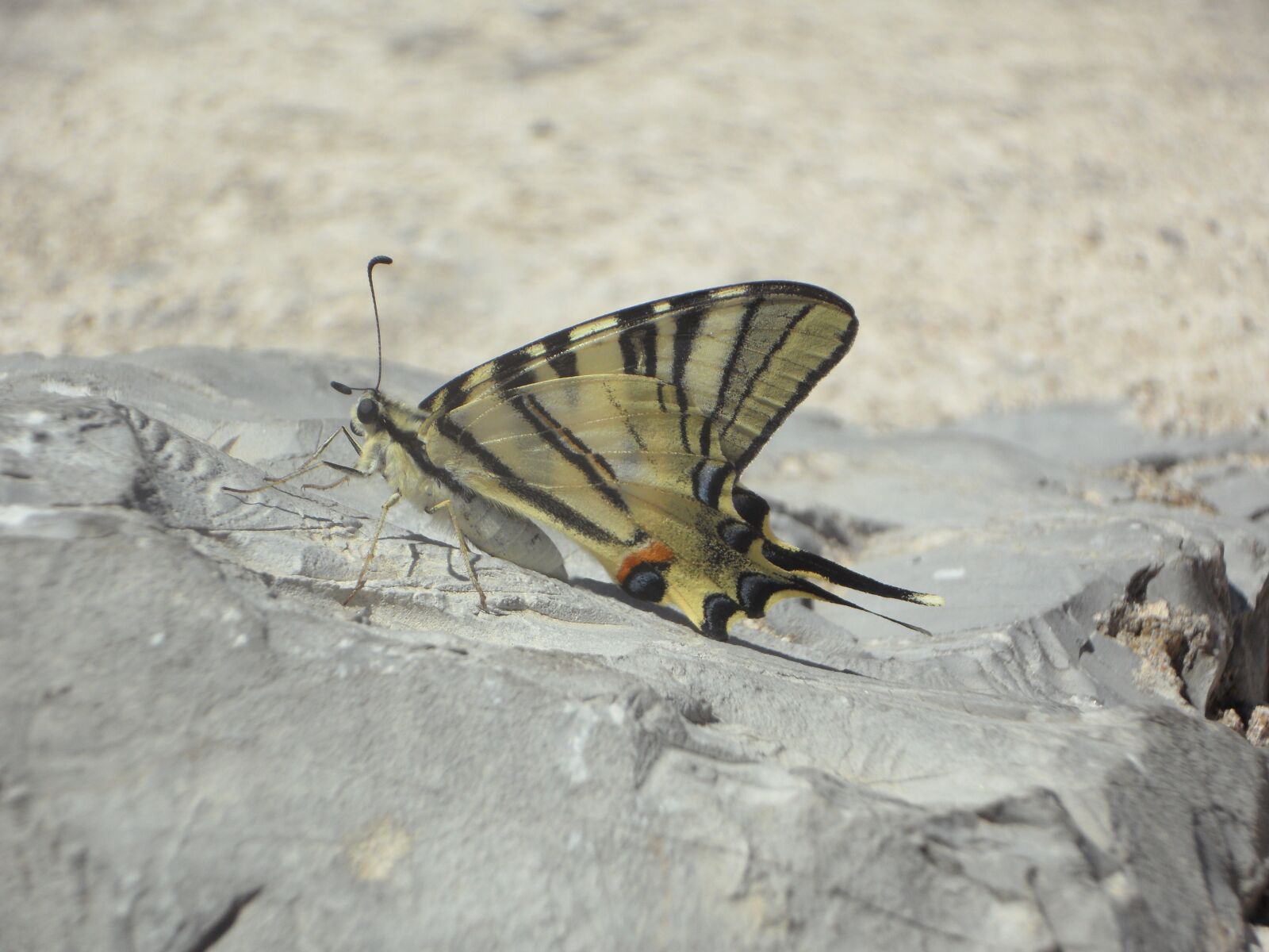 Samsung VLUU WB210, SAMSUNG WB210 sample photo. Dovetail, butterfly, insect photography