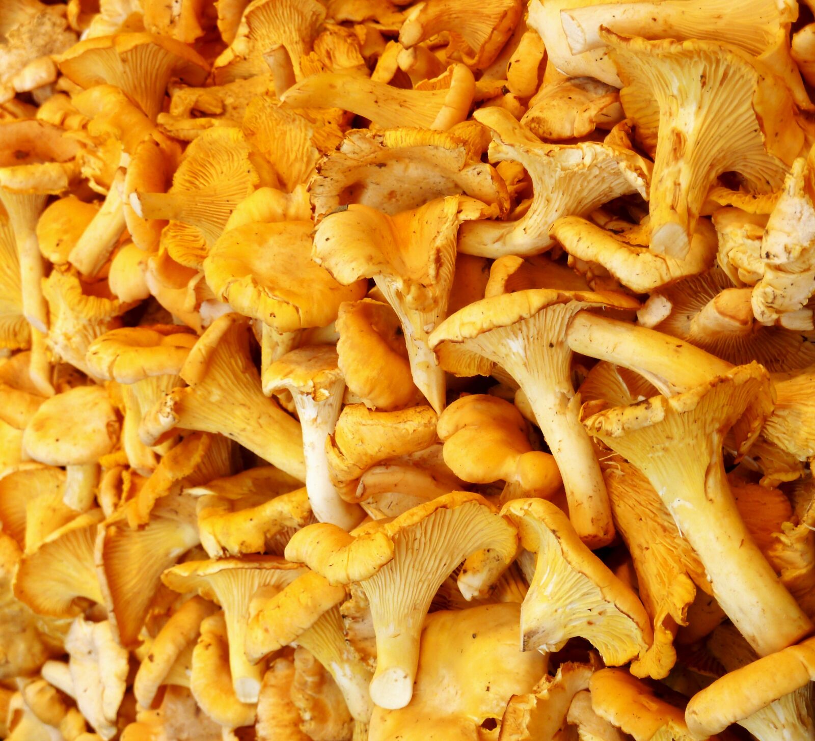 Panasonic DMC-TZ7 sample photo. Chanterelles, mushrooms, edible photography