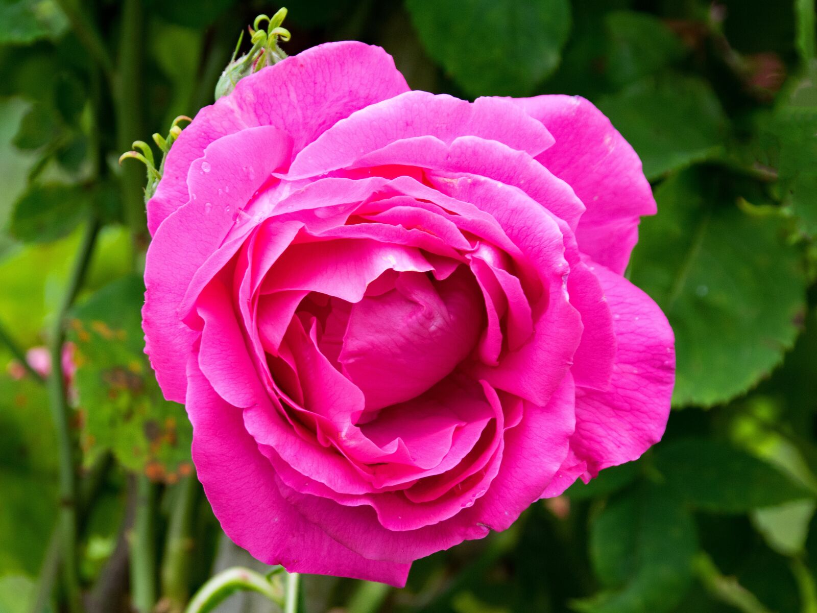 Nikon D5300 sample photo. Historic rose, ulrich brunner photography