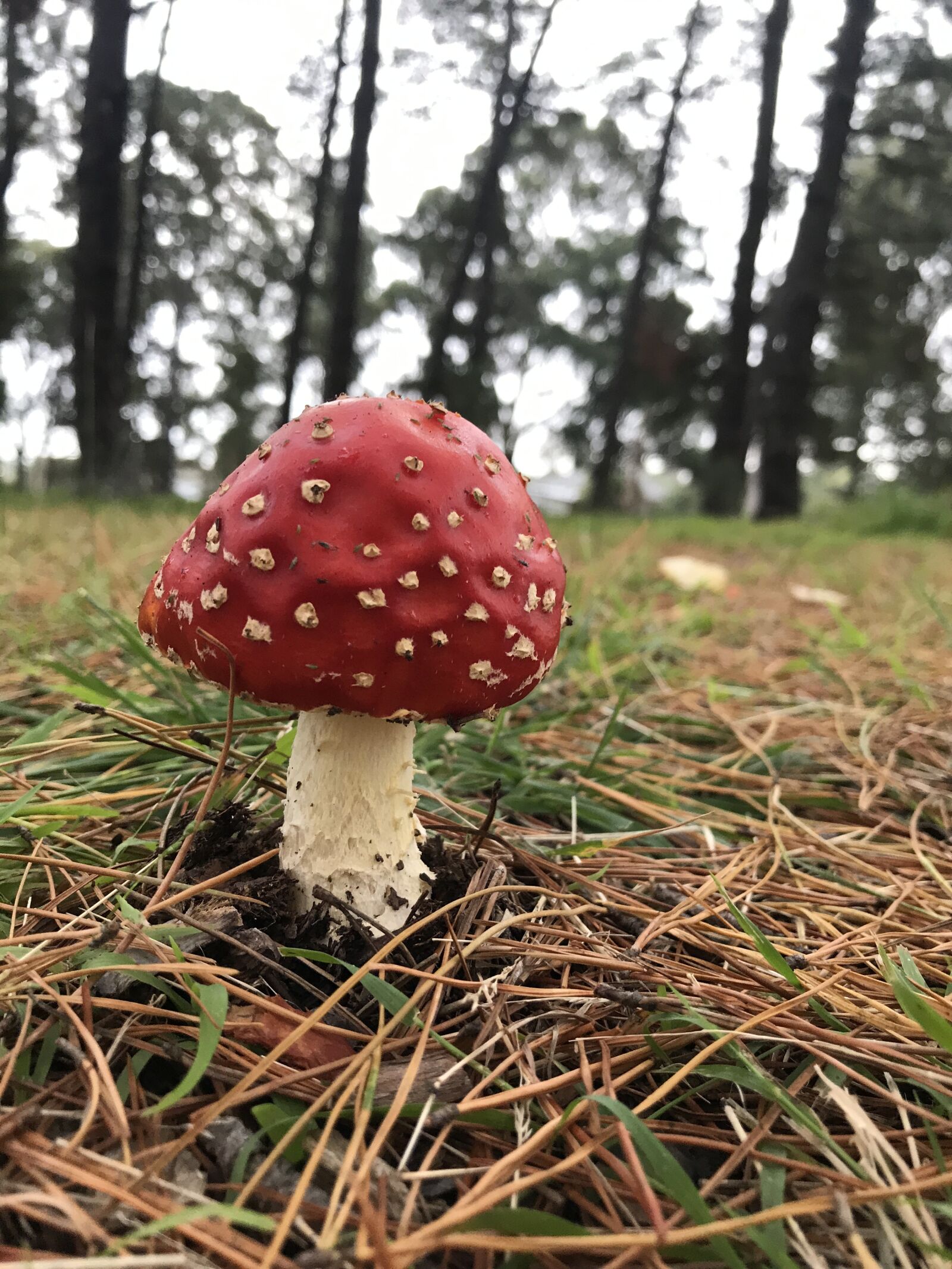 Apple iPhone 7 Plus sample photo. Mushroom, red, forest photography