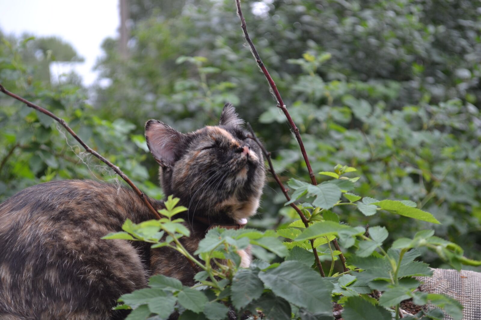 Nikon D3100 sample photo. Cat, greens, nature photography