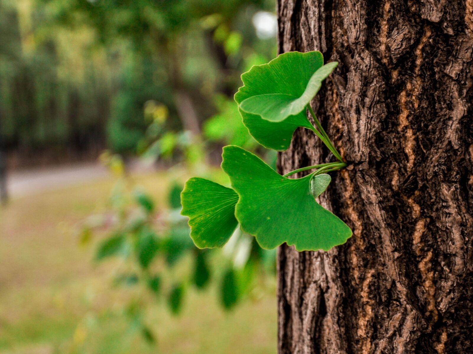 Nikon D90 sample photo. Ginkgo, tree, leaf photography